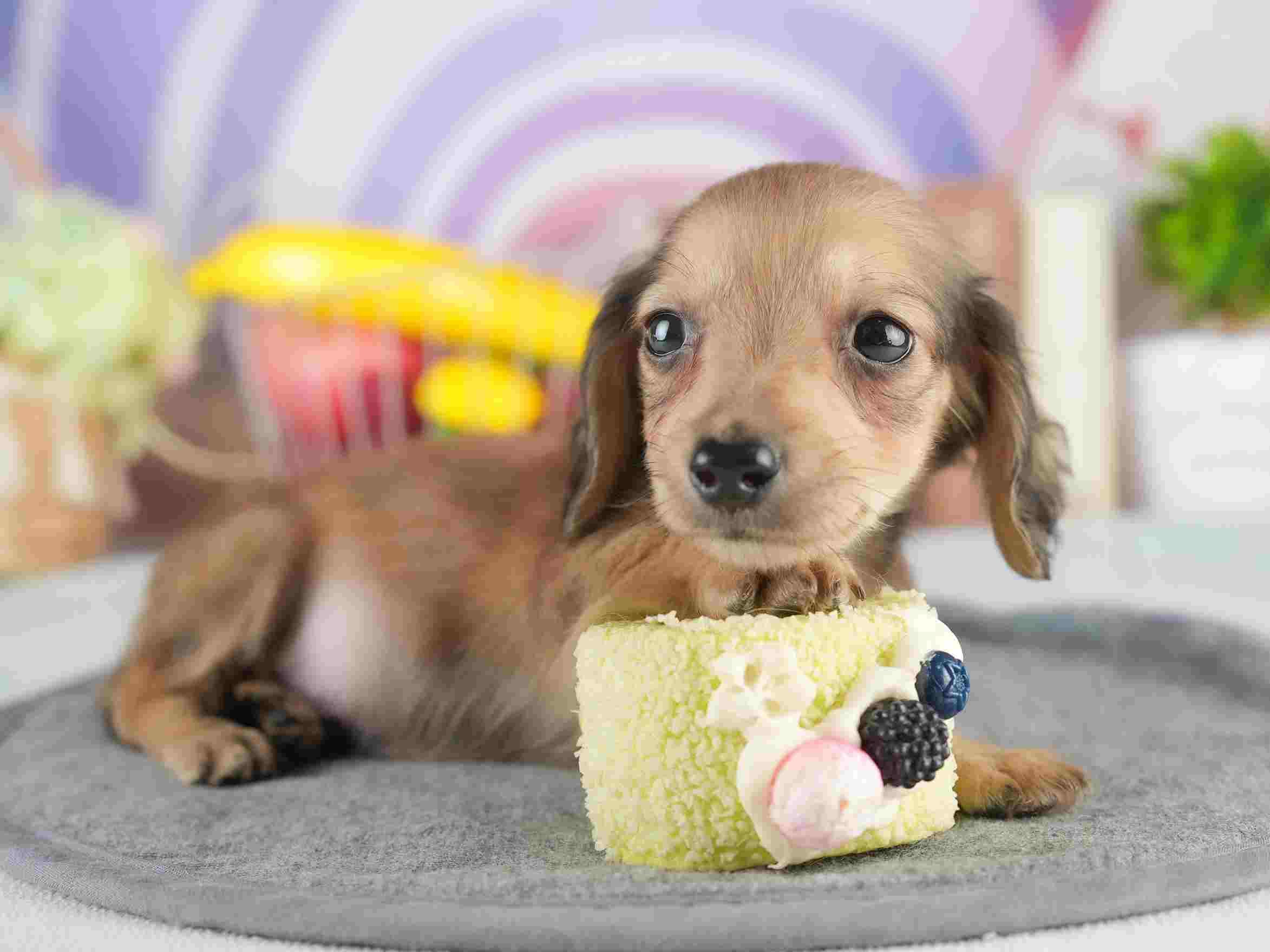 カニンヘン・ダックスフンド(ロング) | 男の子 | シェーデッドイエロー | 2026年1月15日