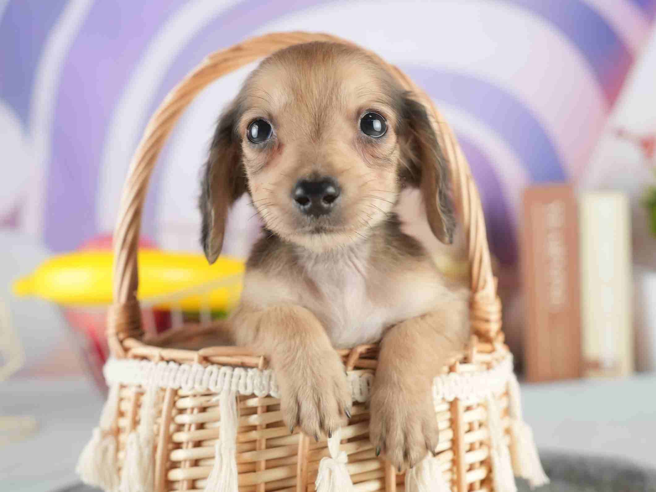 カニンヘン・ダックスフンド(ロング) | 男の子 | シェーデッドイエロー | 2026年1月15日