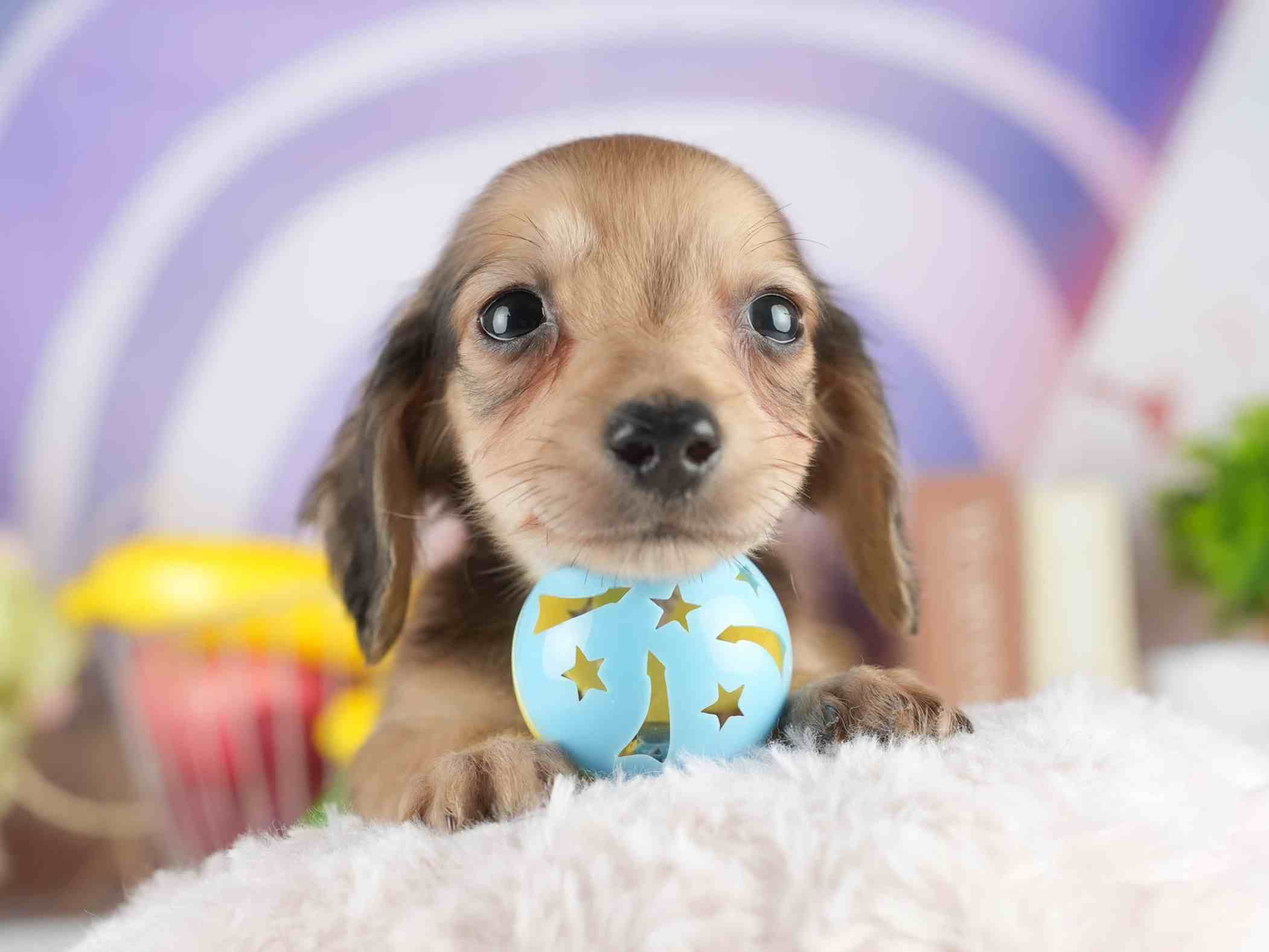 カニンヘン・ダックスフンド(ロング) | 男の子 | シェーデッドイエロー | 2026年1月15日