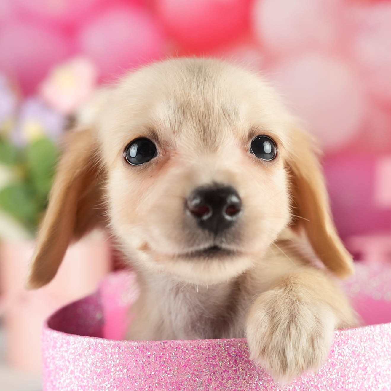 カニンヘン・ダックスフンド(ロング) | 男の子 | イエロー | 2026年1月15日