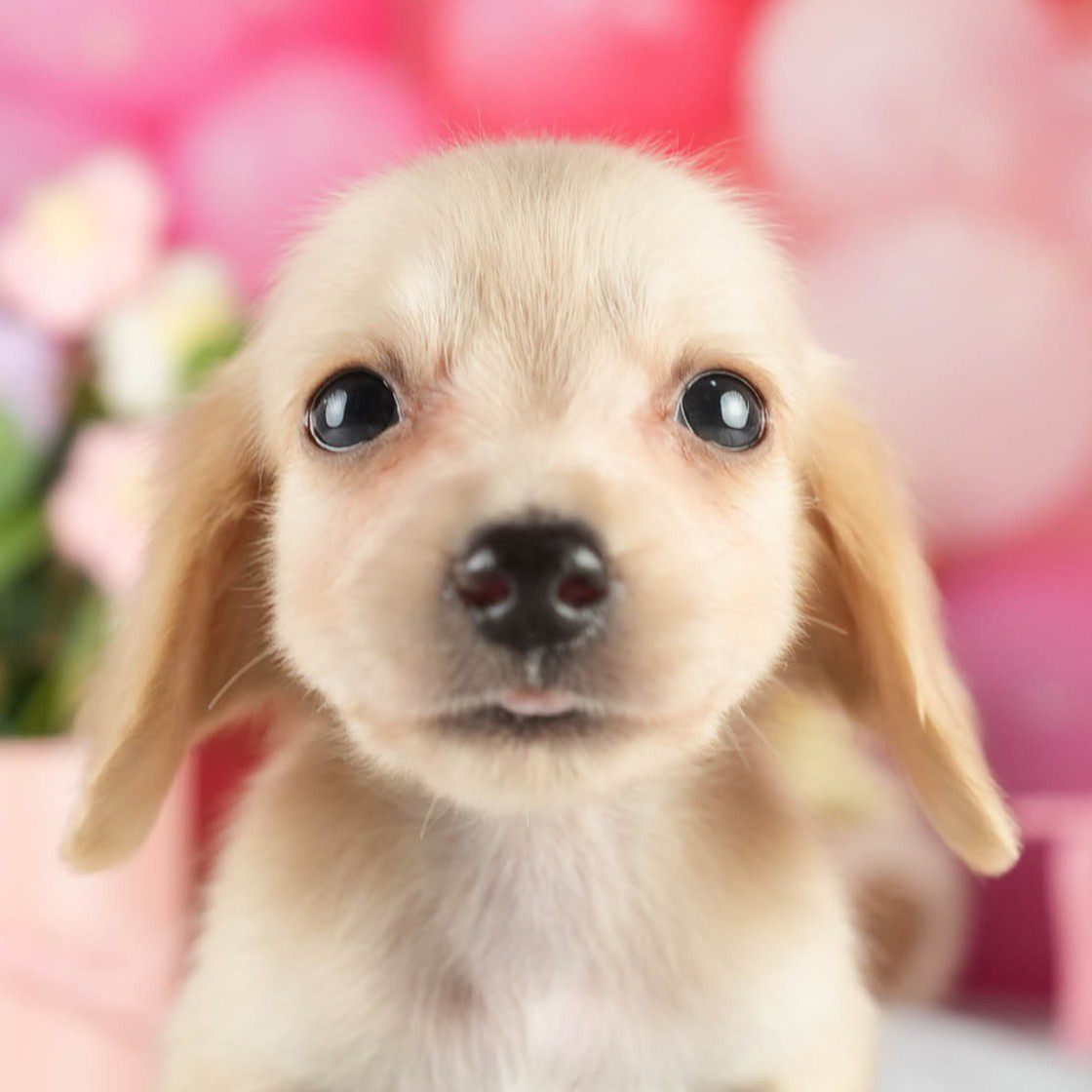 カニンヘン・ダックスフンド(ロング) | 男の子 | イエロー | 2026年1月15日