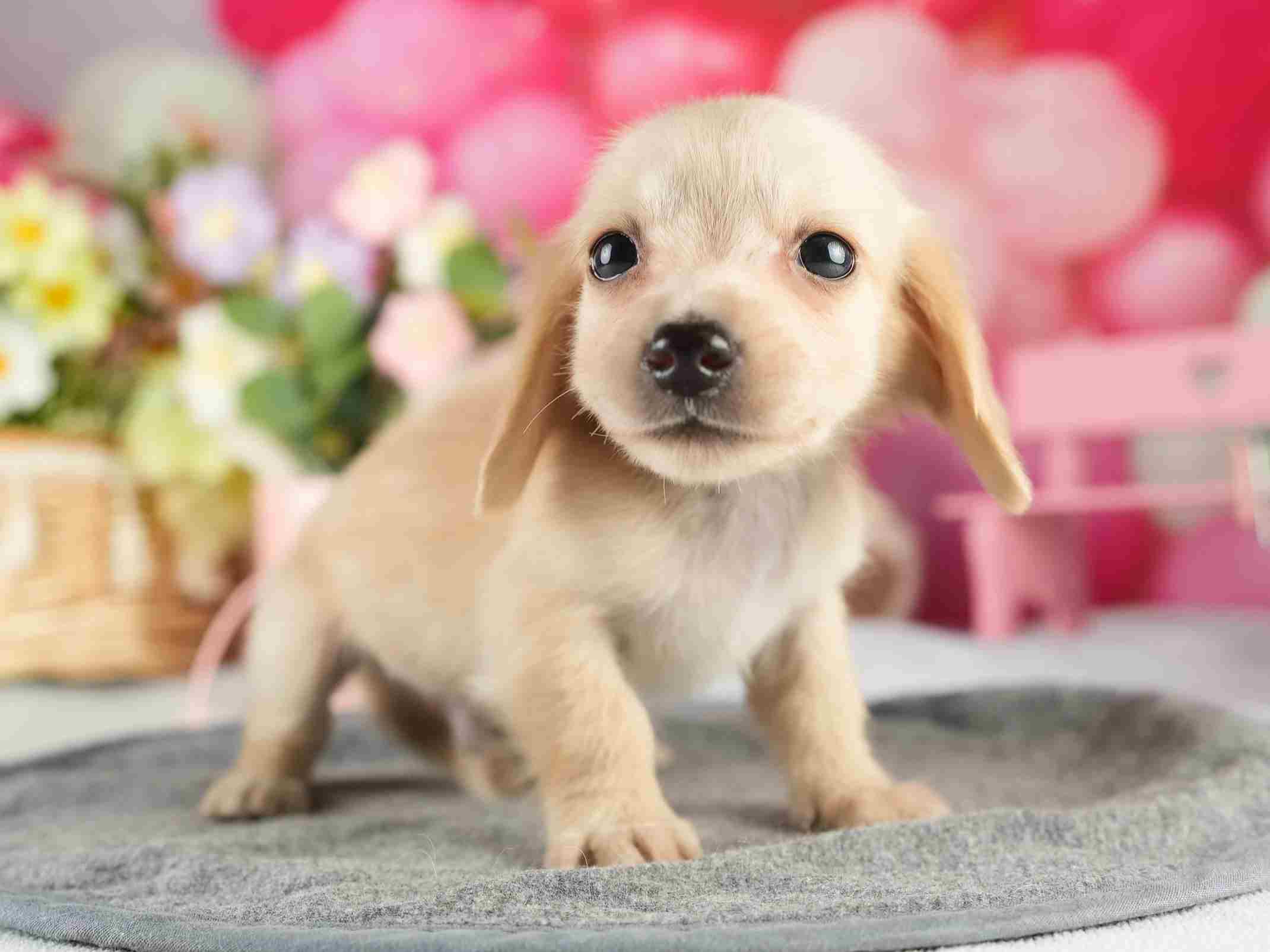 カニンヘン・ダックスフンド(ロング) | 男の子 | イエロー | 2026年1月15日