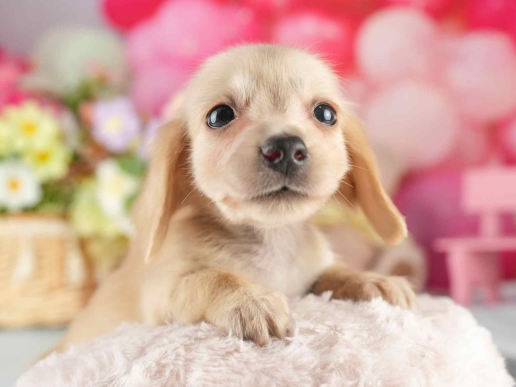 カニンヘン・ダックスフンド(ロング) | 男の子 | イエロー | 2026年1月15日