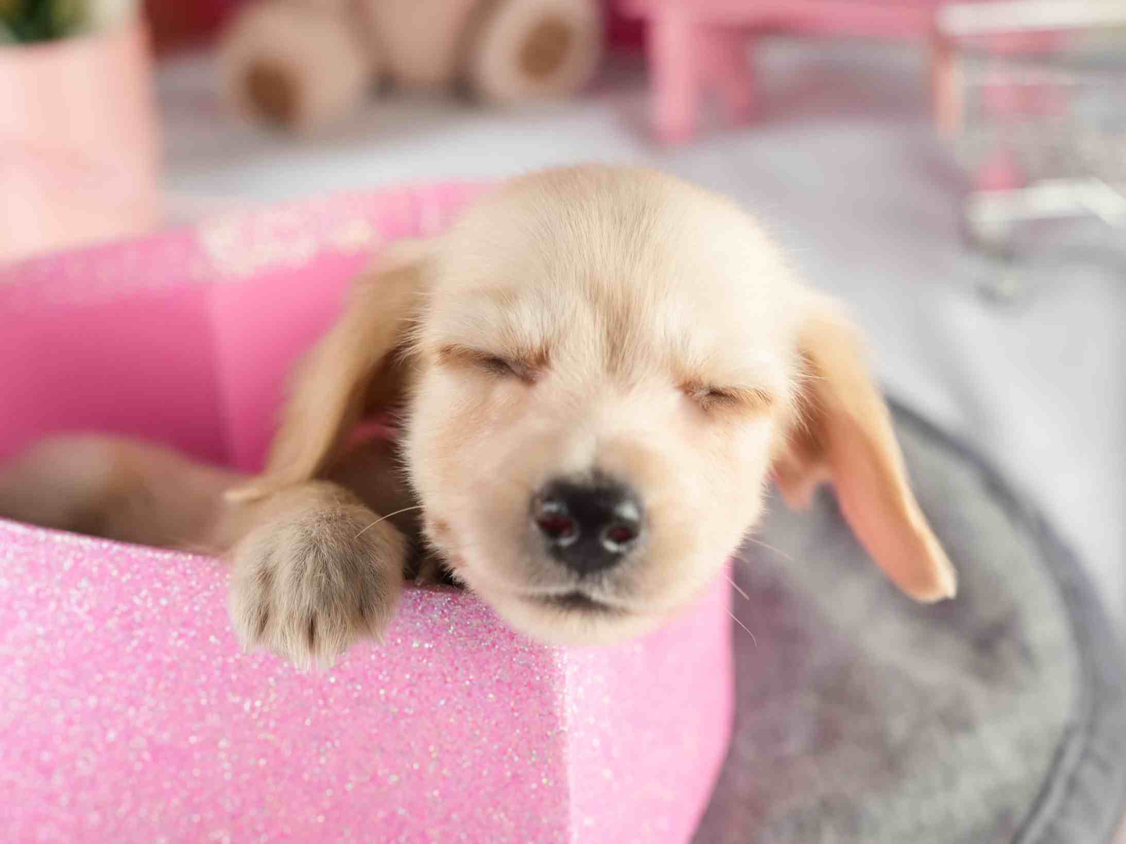 カニンヘン・ダックスフンド(ロング) | 男の子 | イエロー | 2026年1月15日