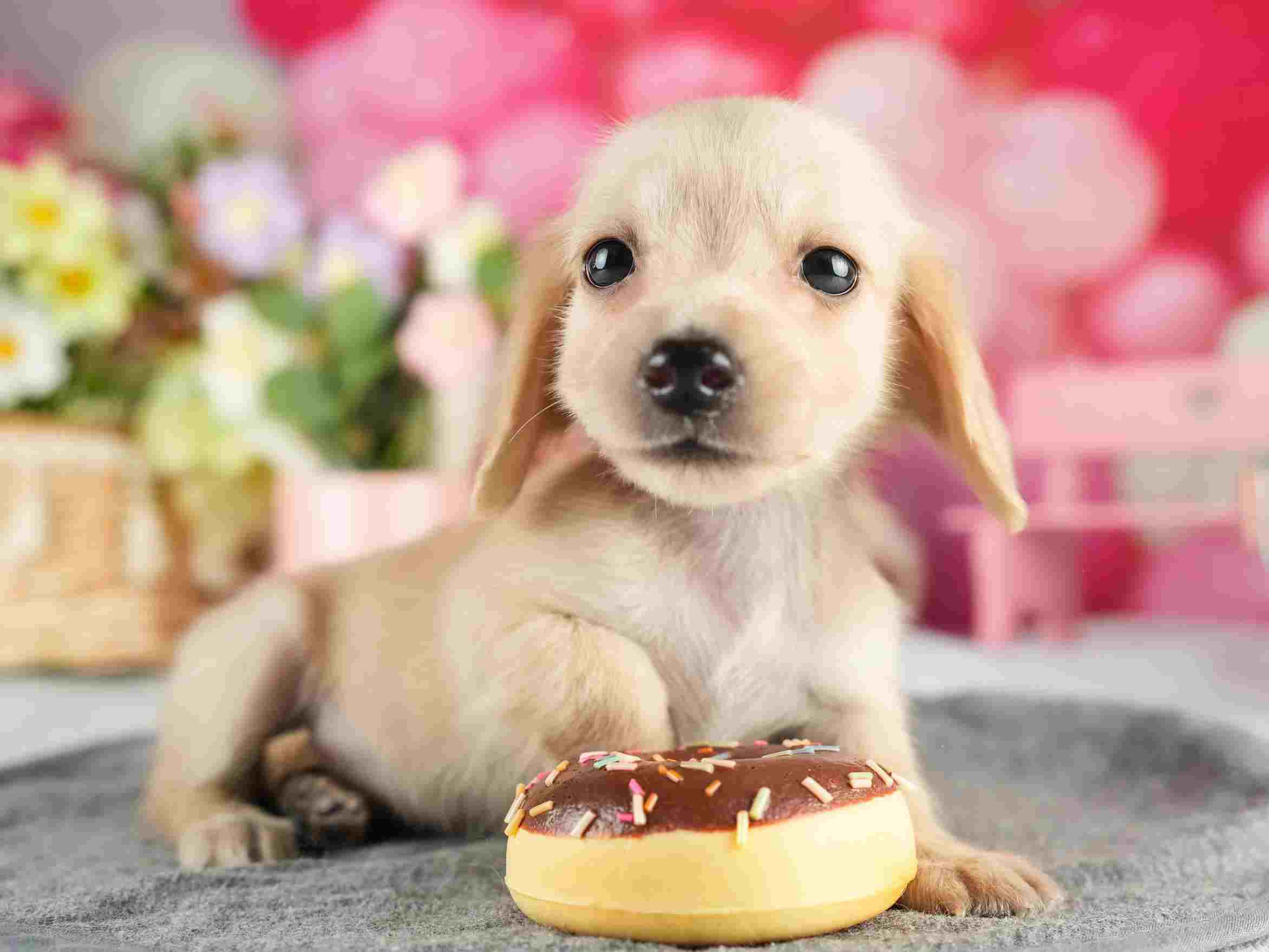 カニンヘン・ダックスフンド(ロング) | 男の子 | イエロー | 2026年1月15日