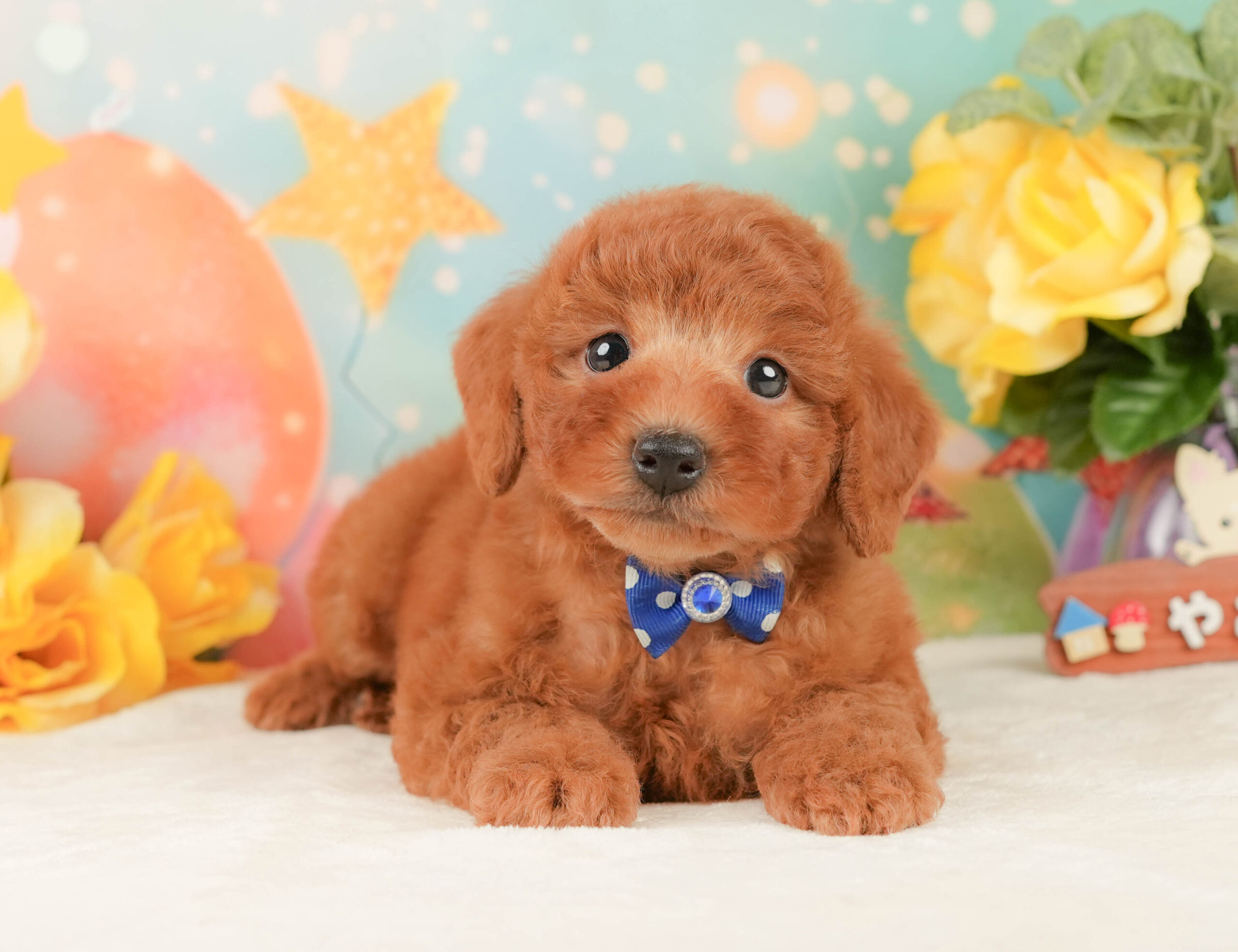 トイ・プードル | 男の子 | レッド | 2026年1月15日