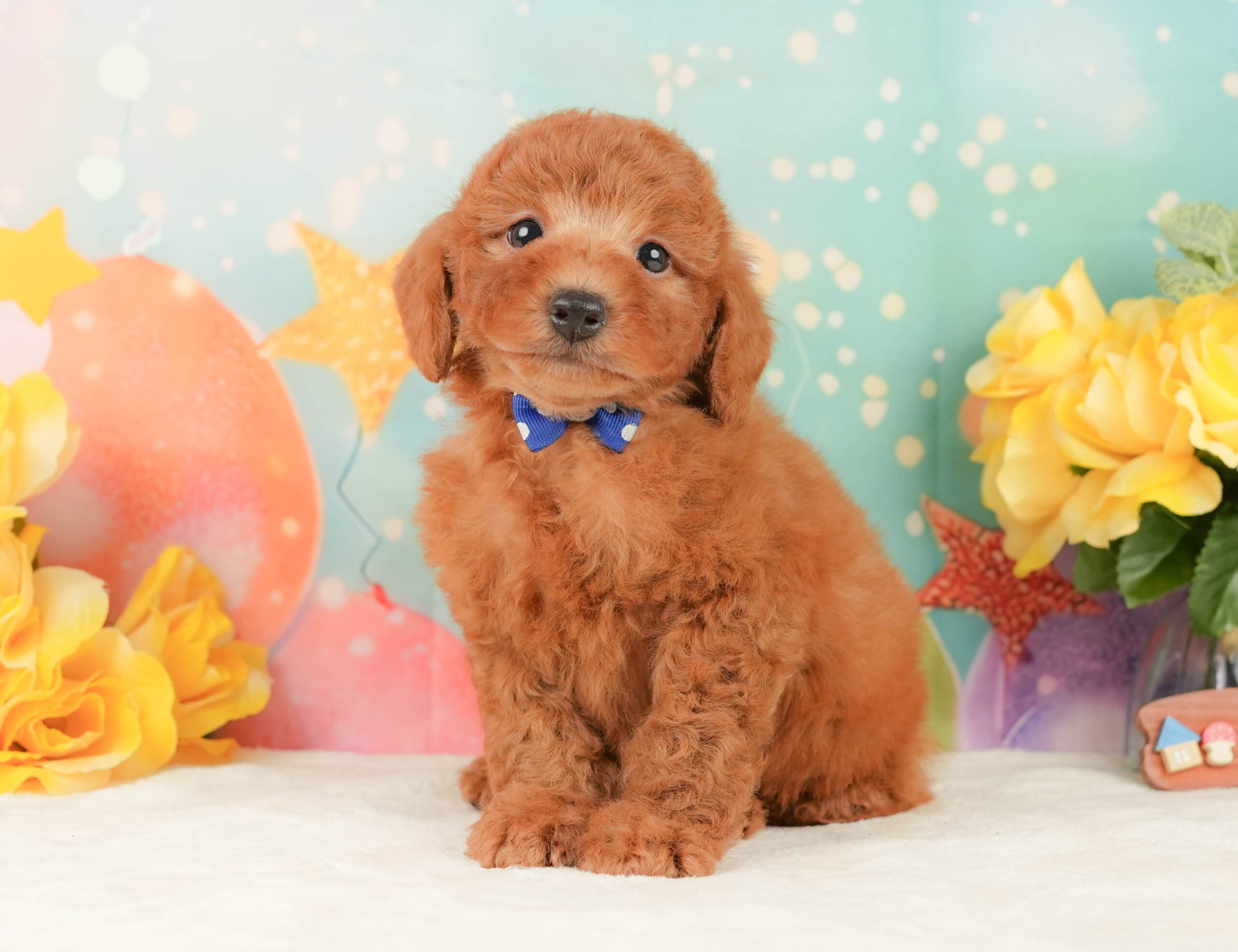 トイ・プードル | 男の子 | レッド | 2026年1月15日