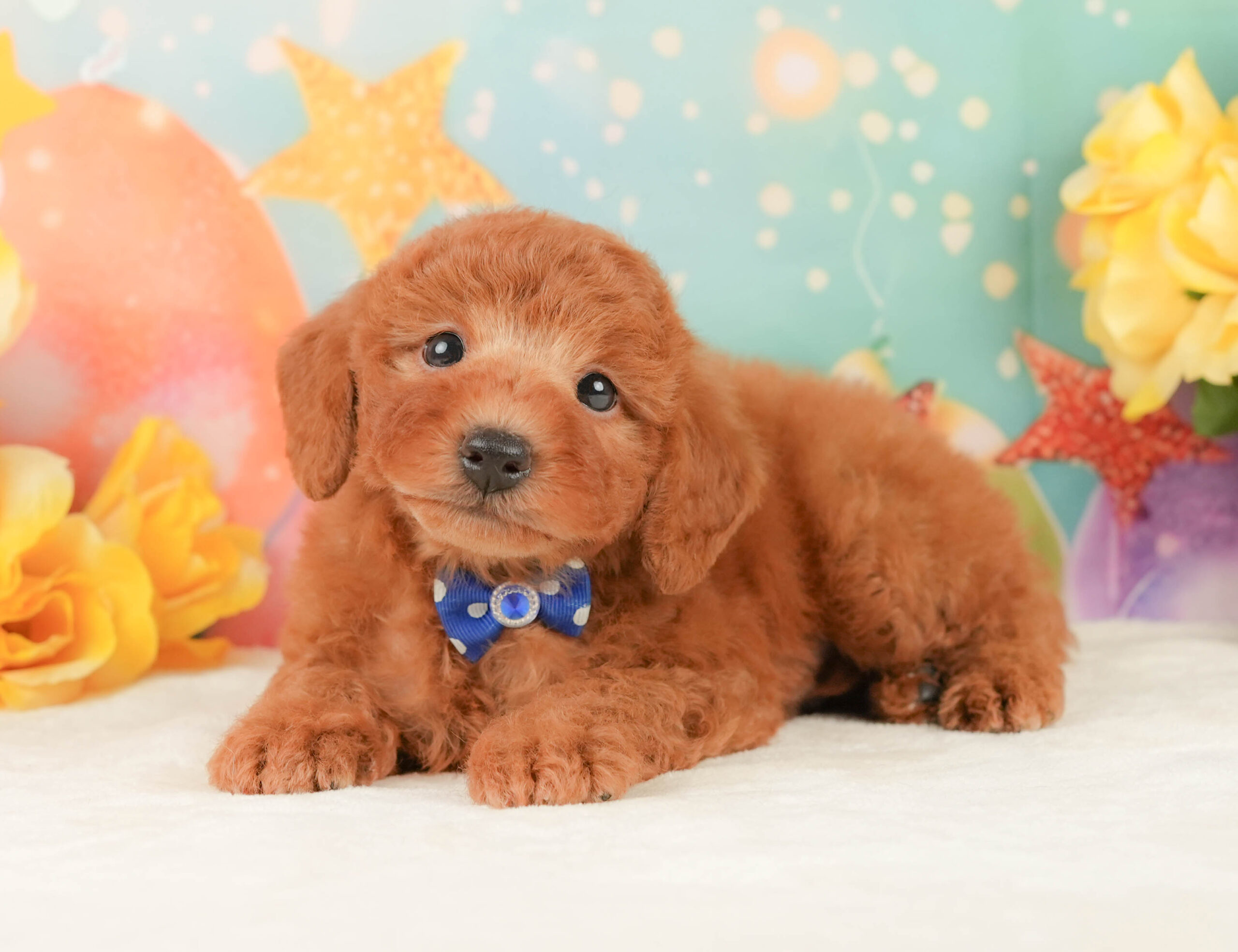 トイ・プードル | 男の子 | レッド | 2026年1月15日