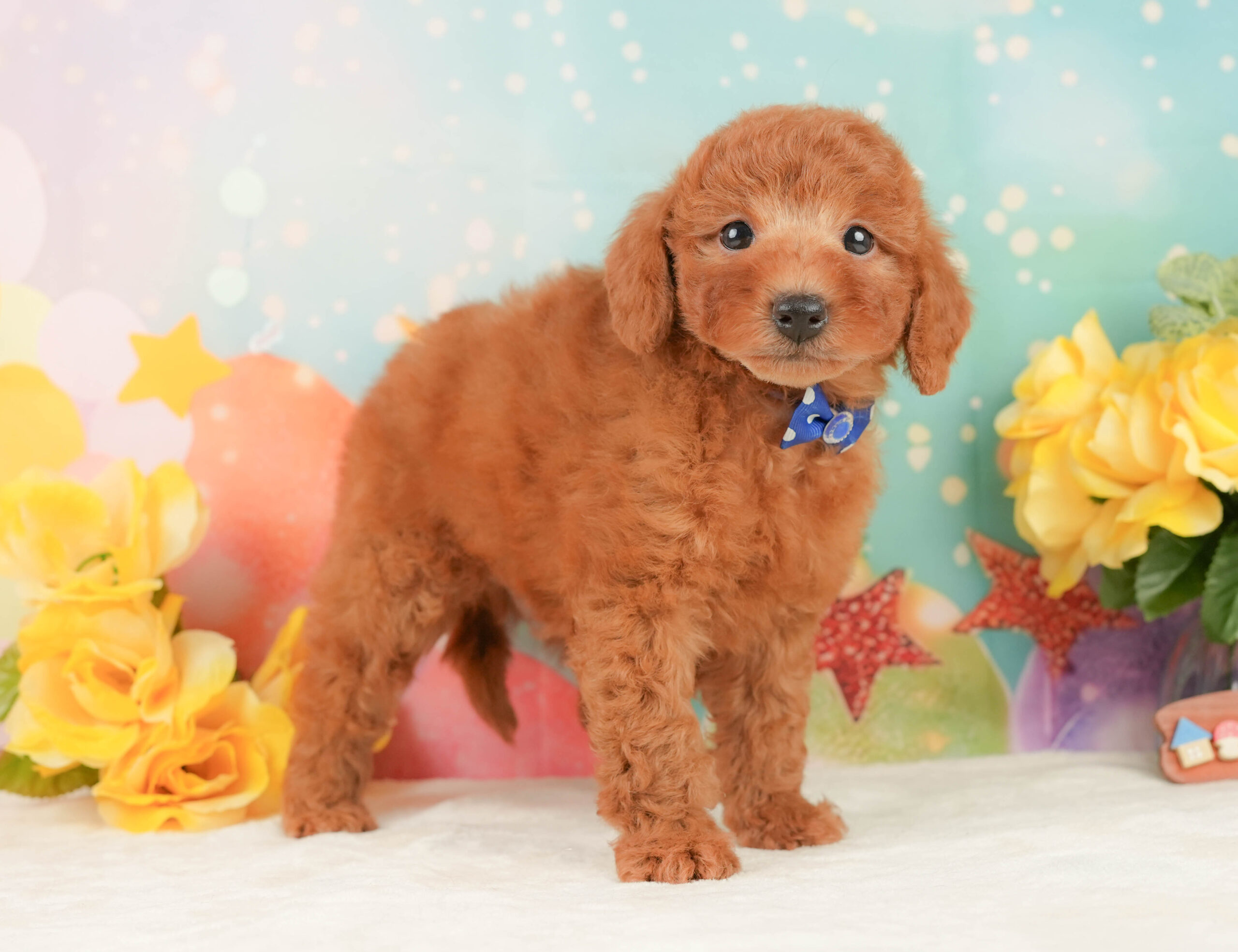 トイ・プードル | 男の子 | レッド | 2026年1月15日