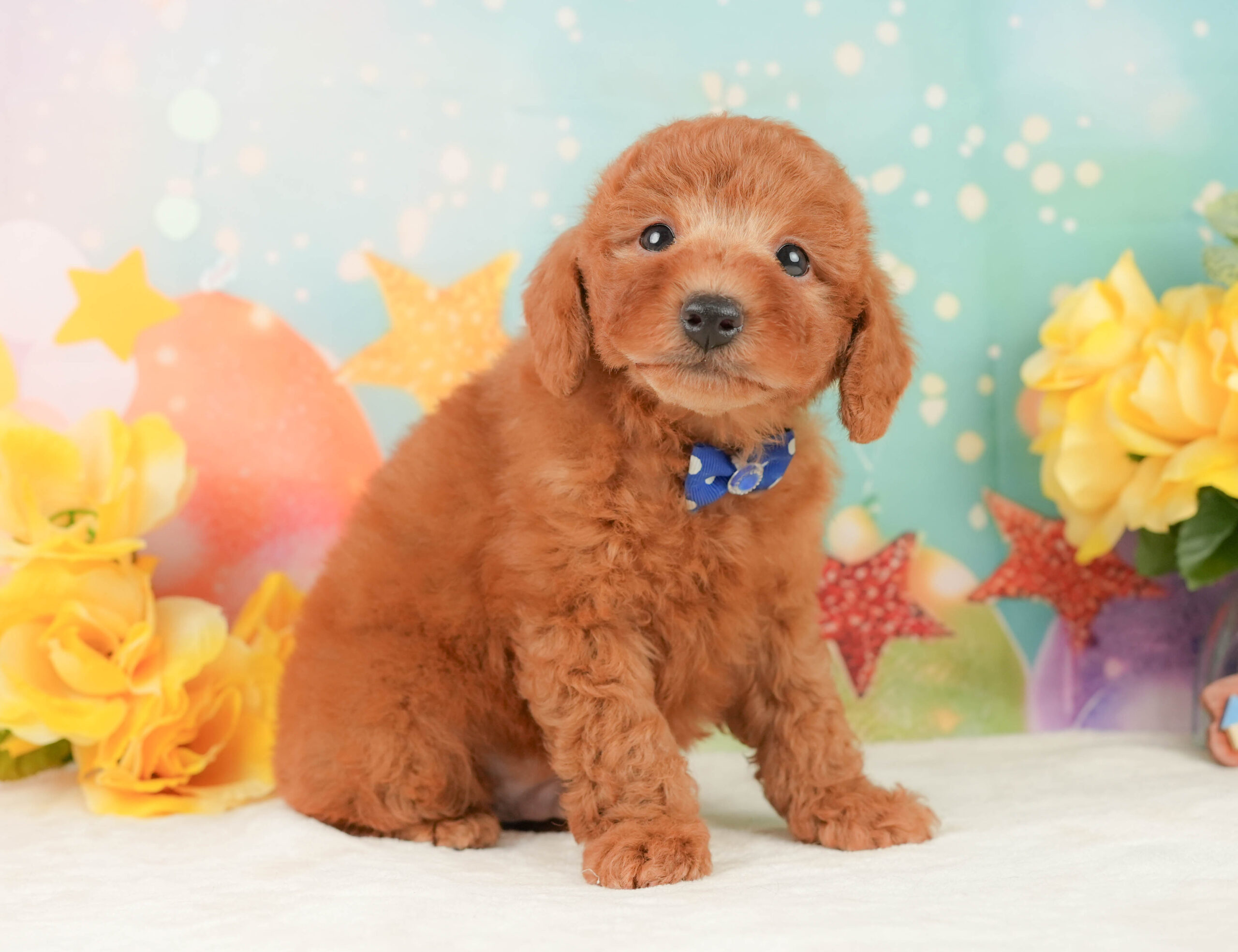 トイ・プードル | 男の子 | レッド | 2026年1月15日