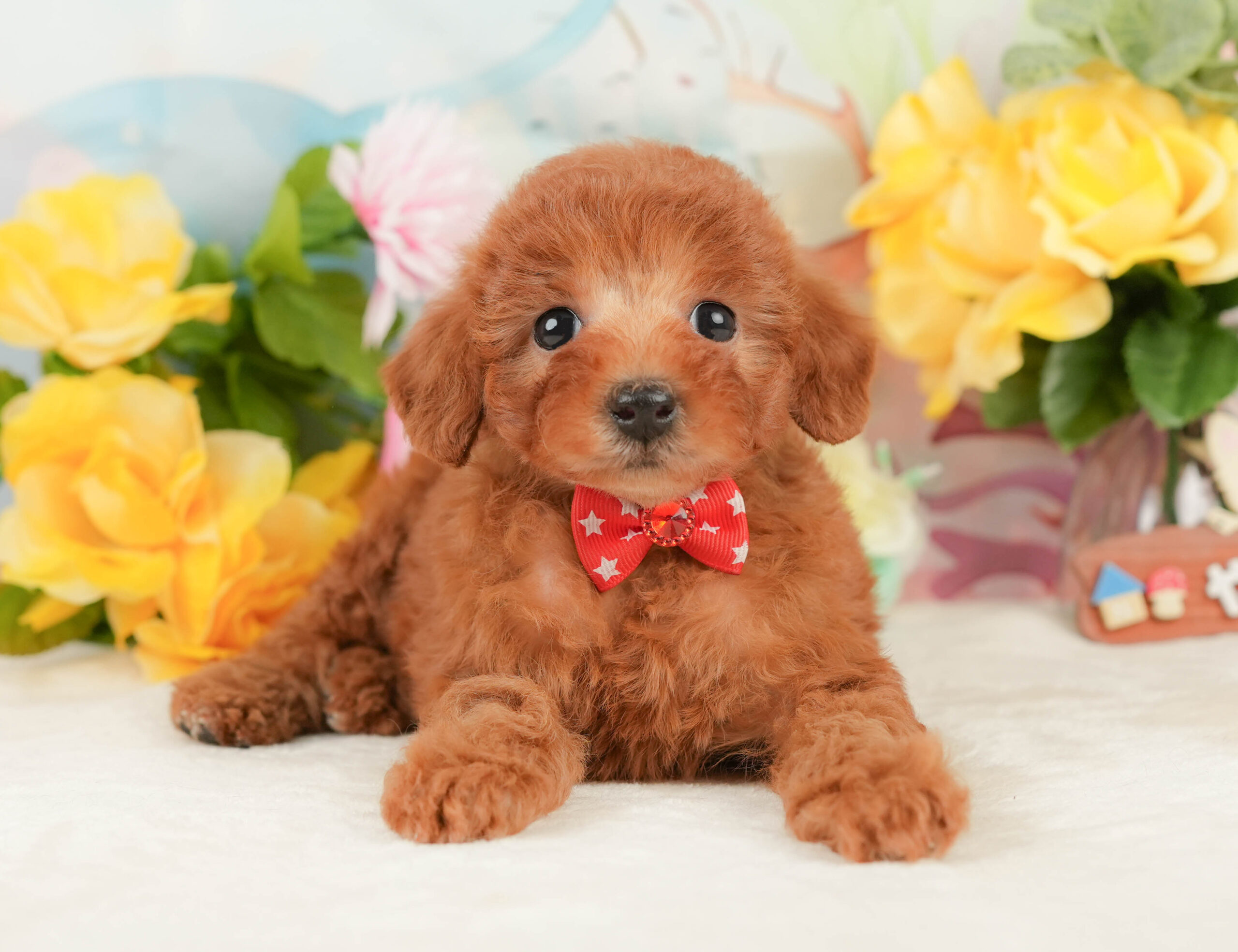 トイ・プードル | 女の子 | レッド | 2026年1月15日