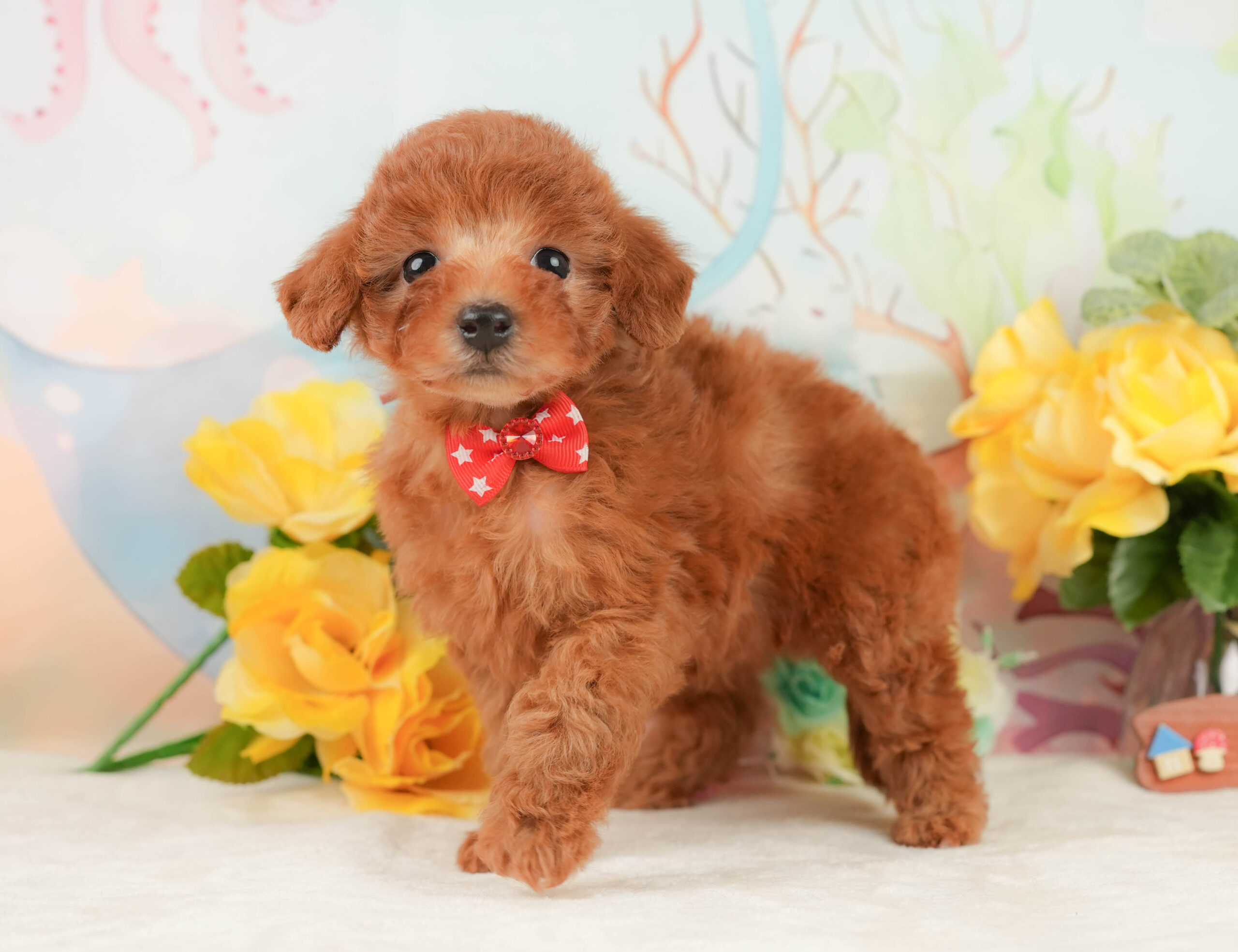 トイ・プードル | 女の子 | レッド | 2026年1月15日