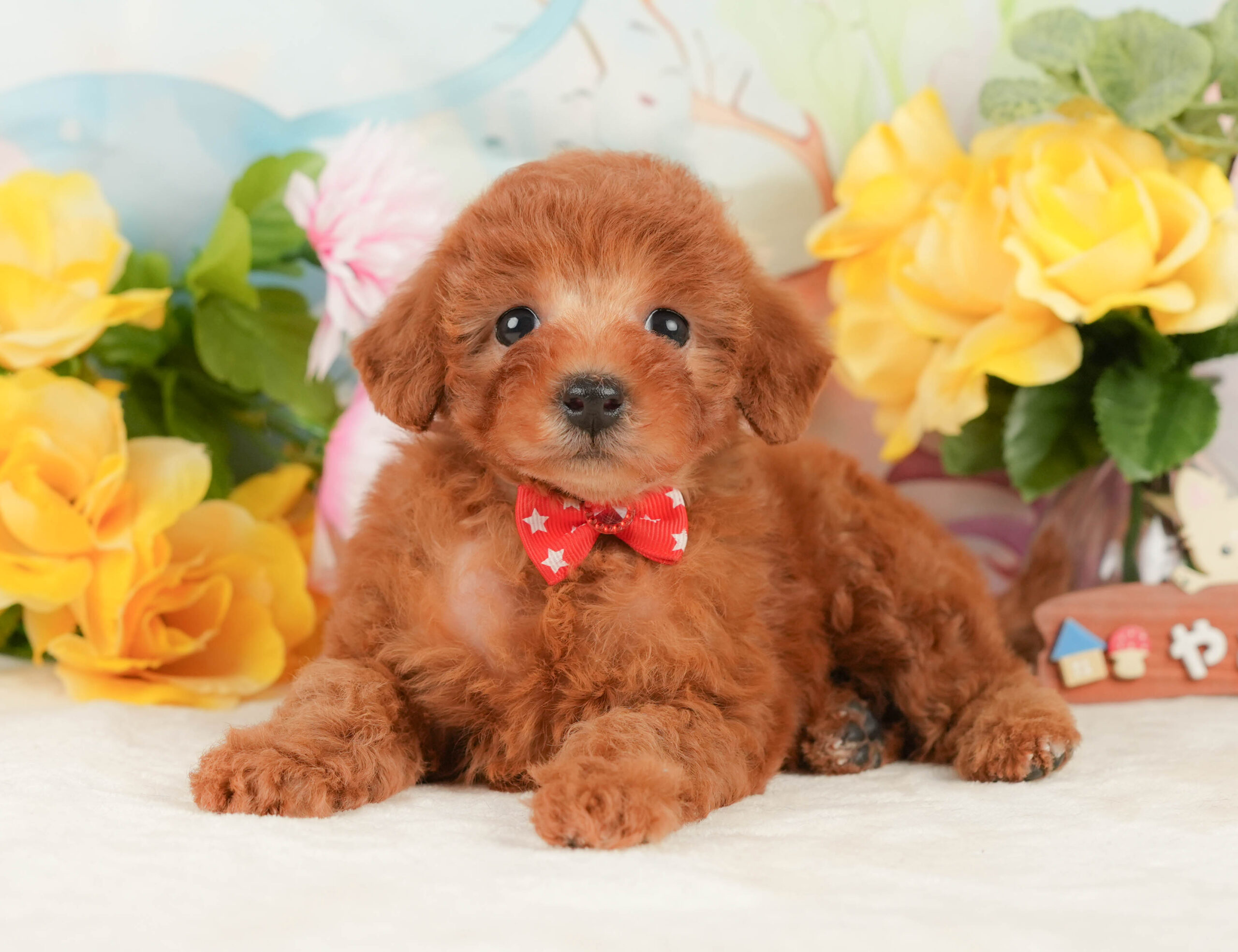 トイ・プードル | 女の子 | レッド | 2026年1月15日