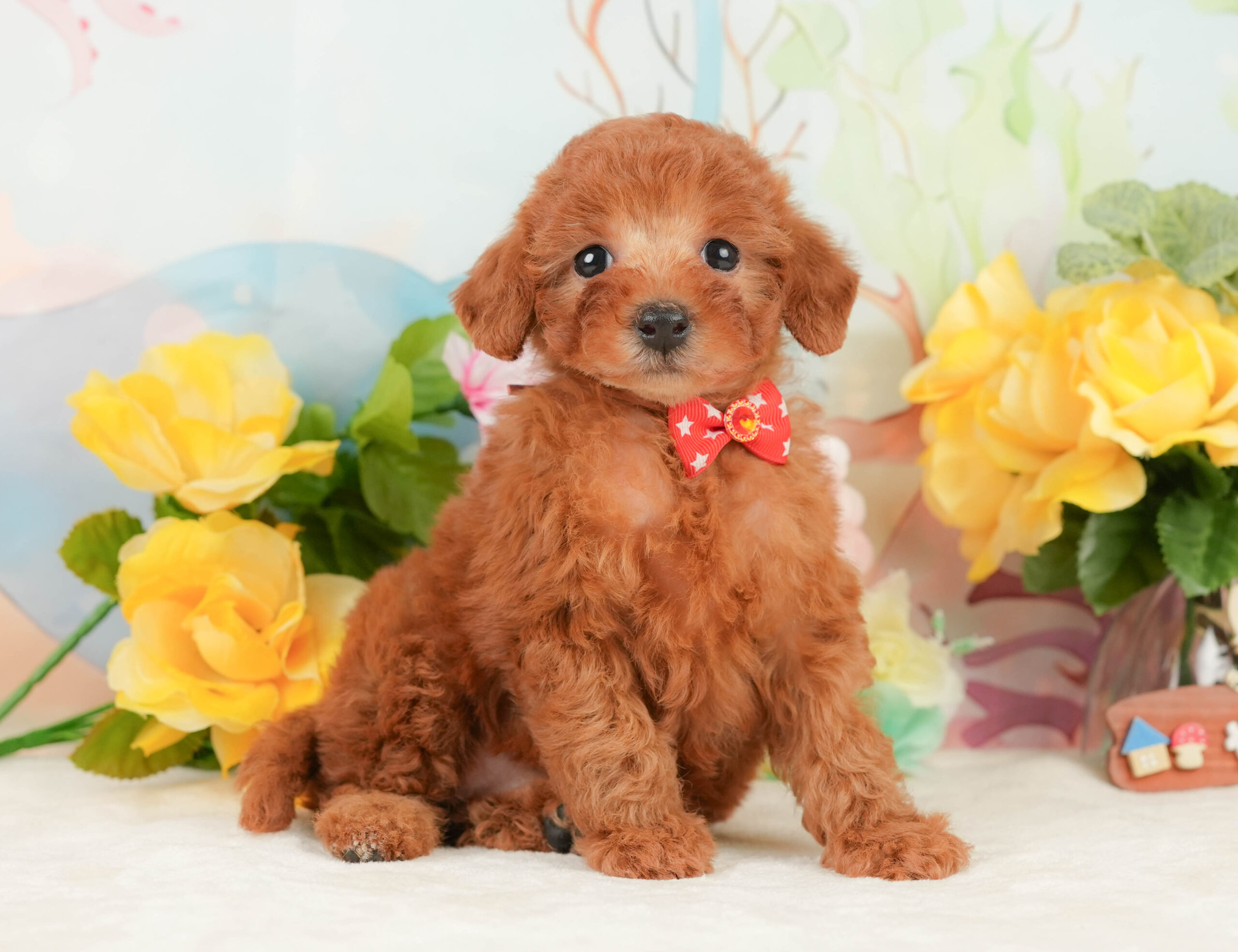 トイ・プードル | 女の子 | レッド | 2026年1月15日