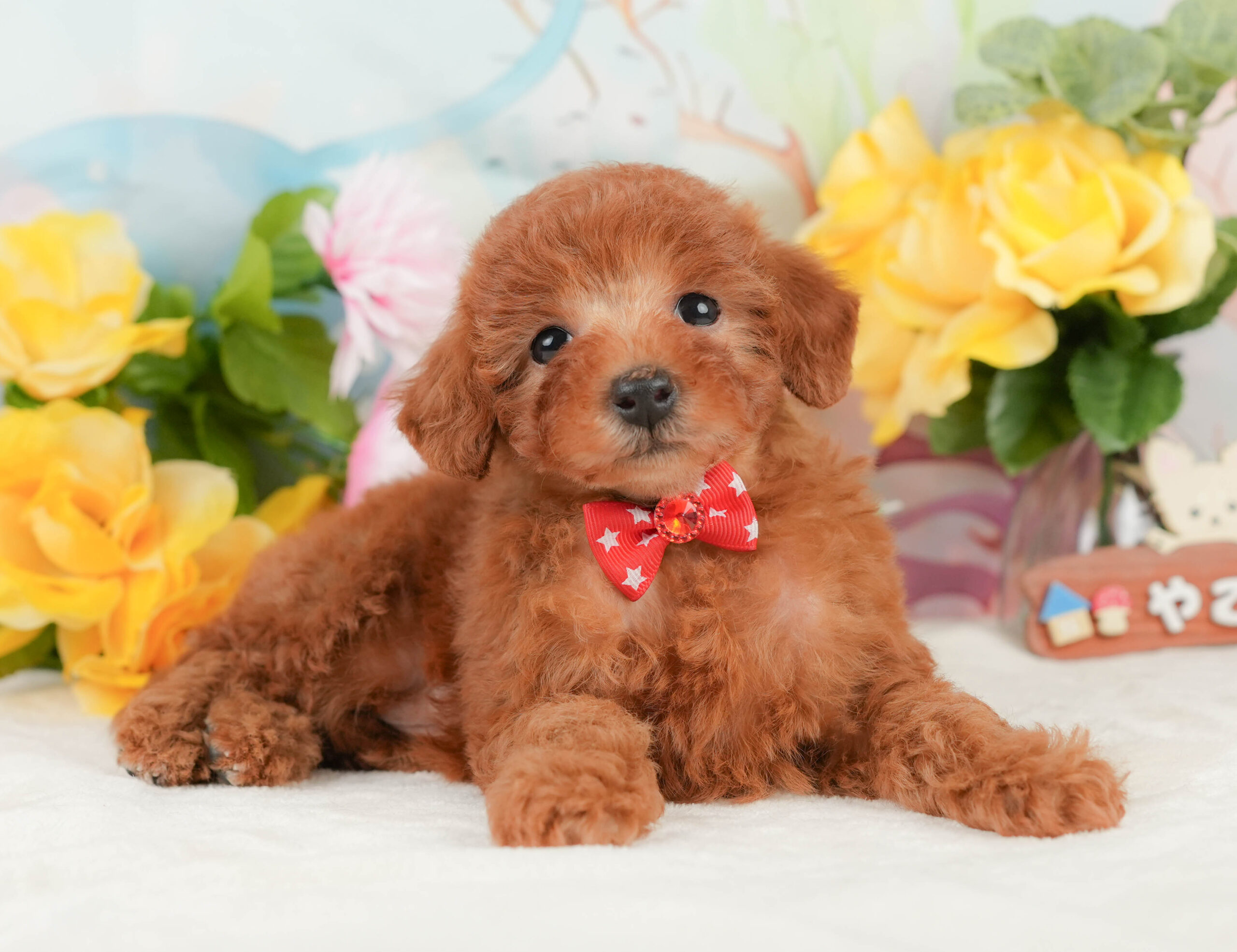 トイ・プードル | 女の子 | レッド | 2026年1月15日