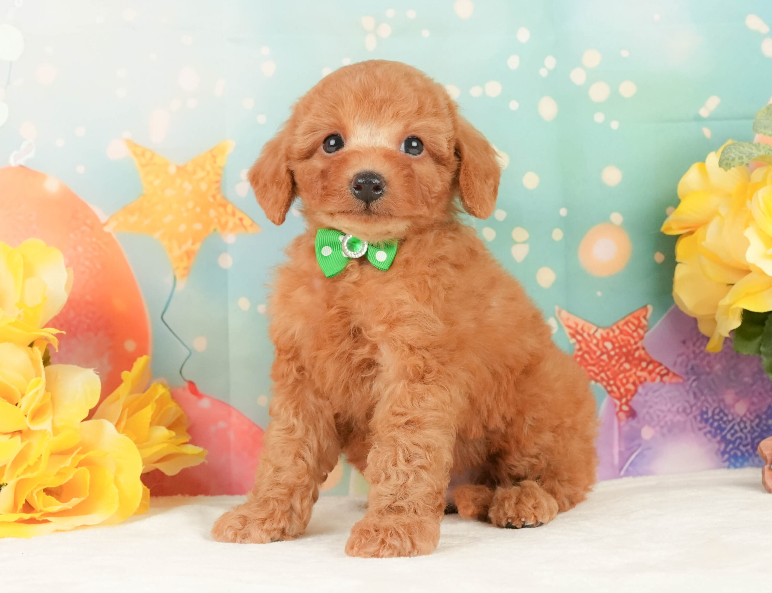 トイ・プードル | 男の子 | レッド | 2026年1月15日