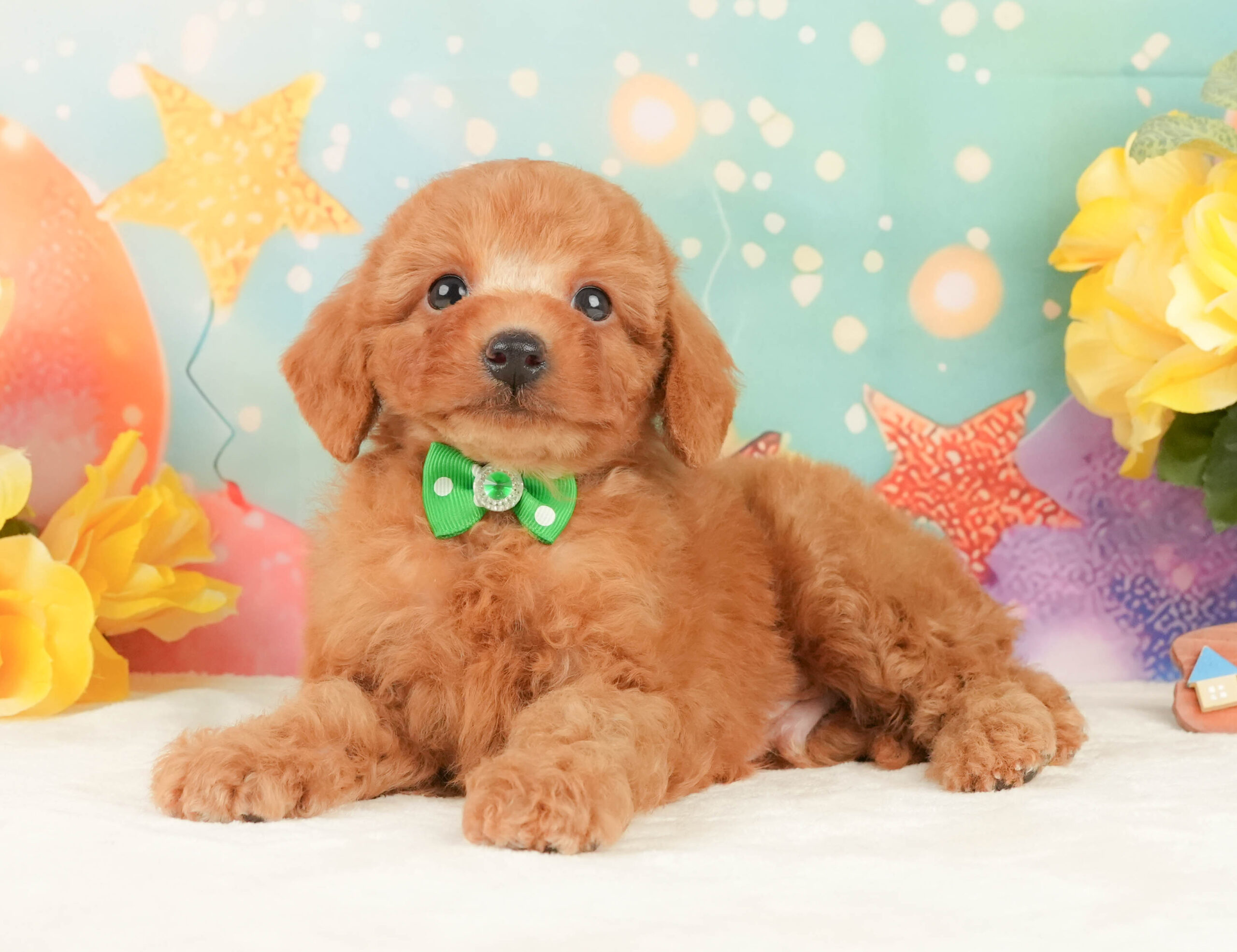 トイ・プードル | 男の子 | レッド | 2026年1月15日