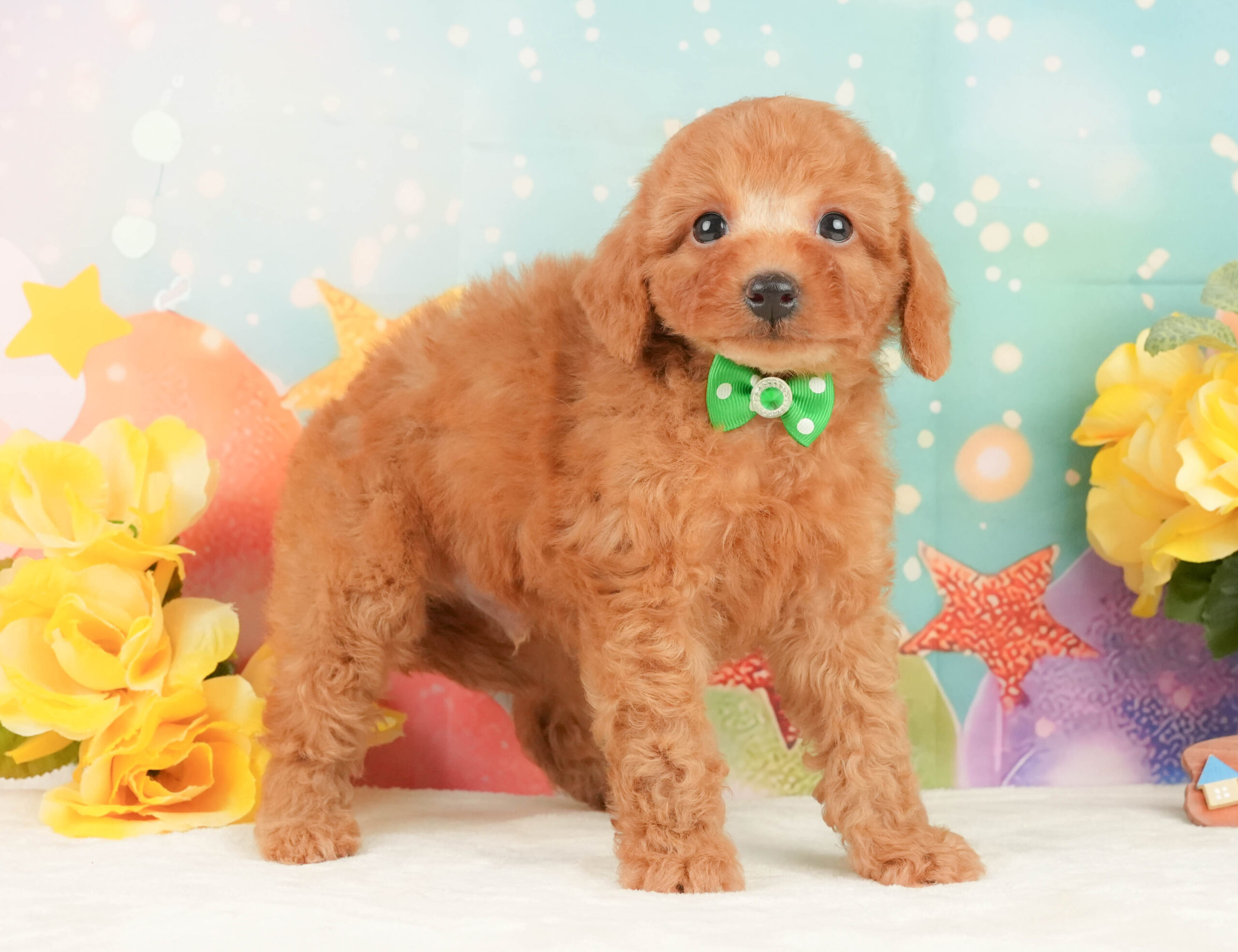 トイ・プードル | 男の子 | レッド | 2026年1月15日