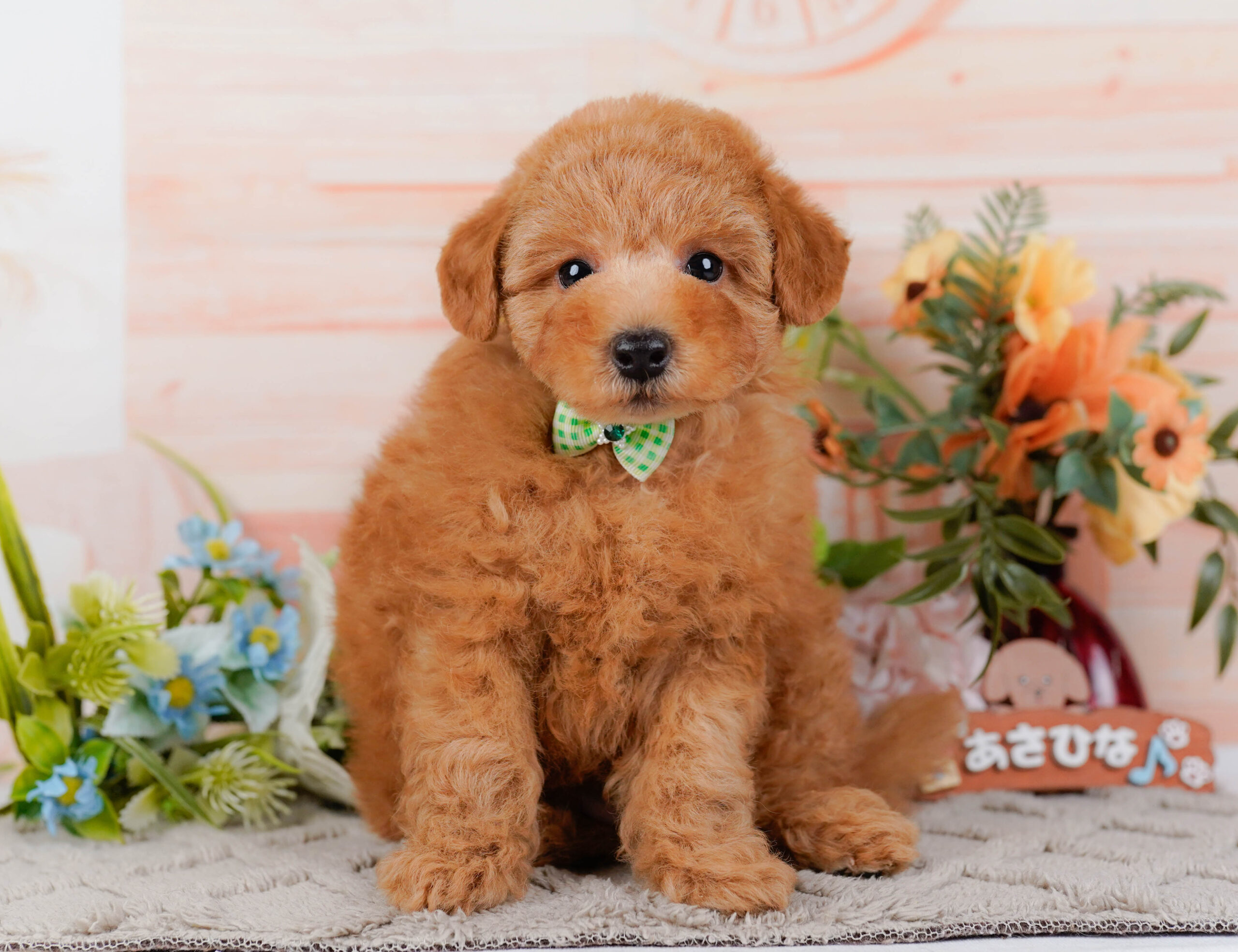 トイ・プードル | 男の子 | アプリコット | 2026年1月16日