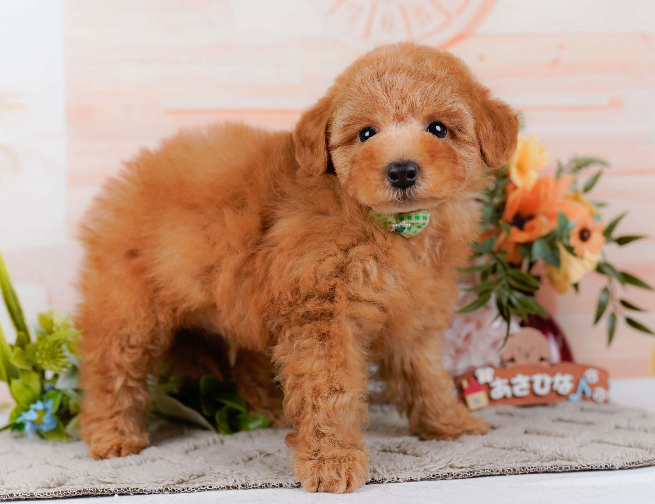 トイ・プードル | 男の子 | アプリコット | 2026年1月16日