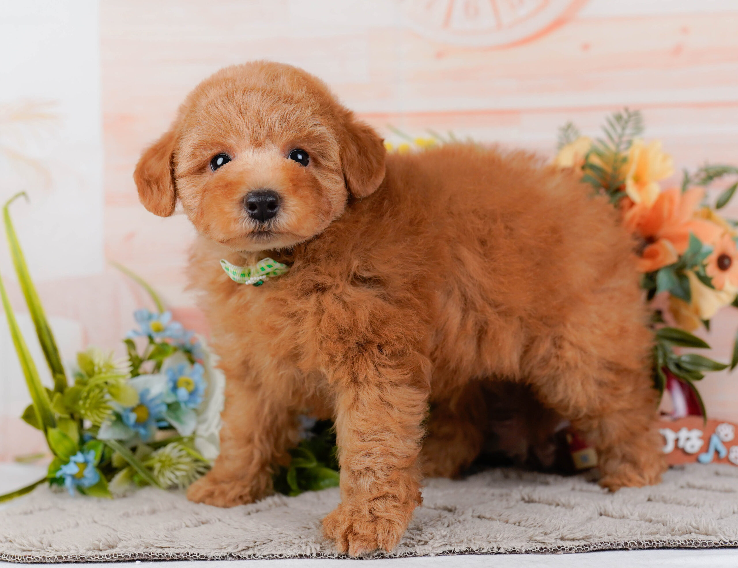 トイ・プードル | 男の子 | アプリコット | 2026年1月16日