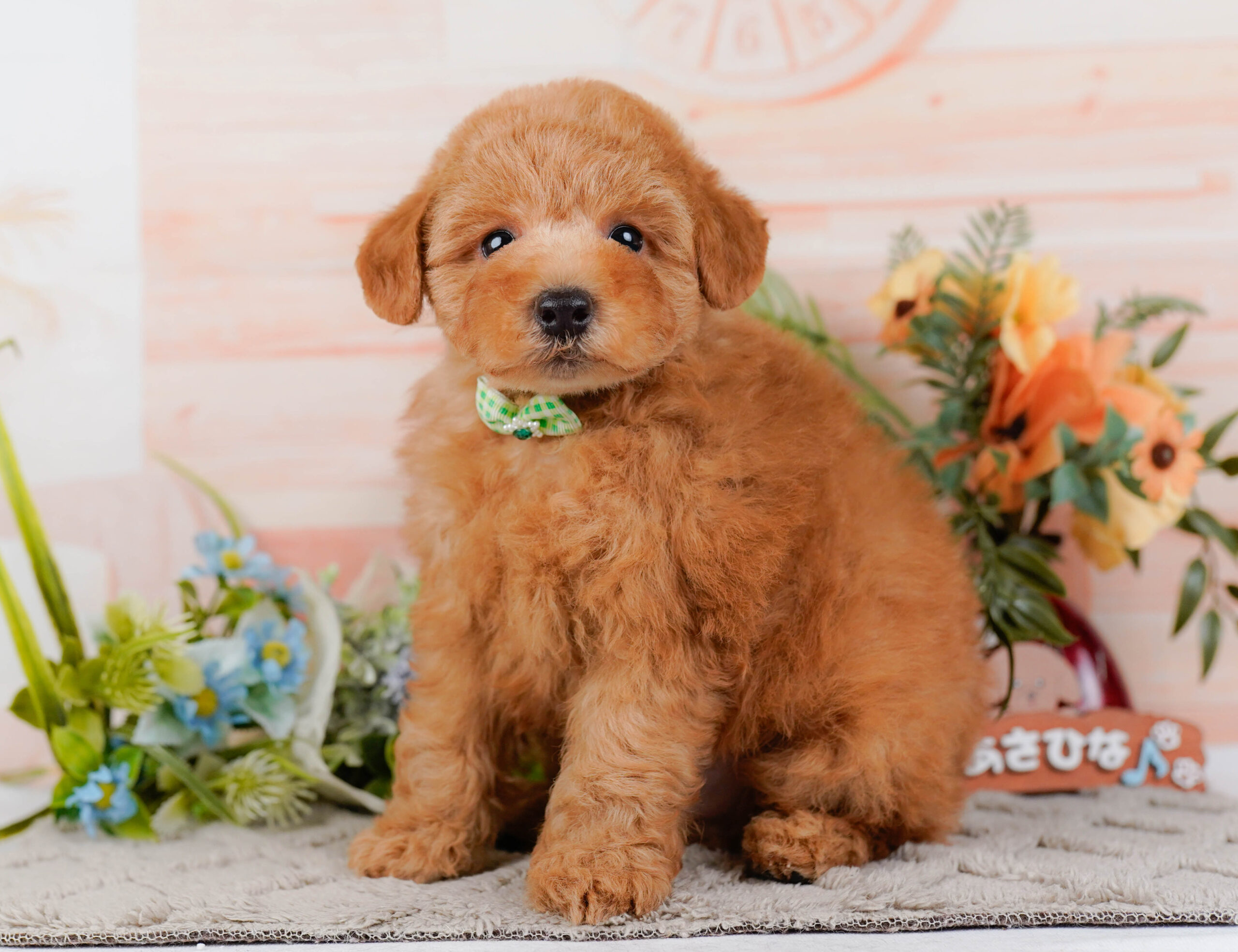 トイ・プードル | 男の子 | アプリコット | 2026年1月16日