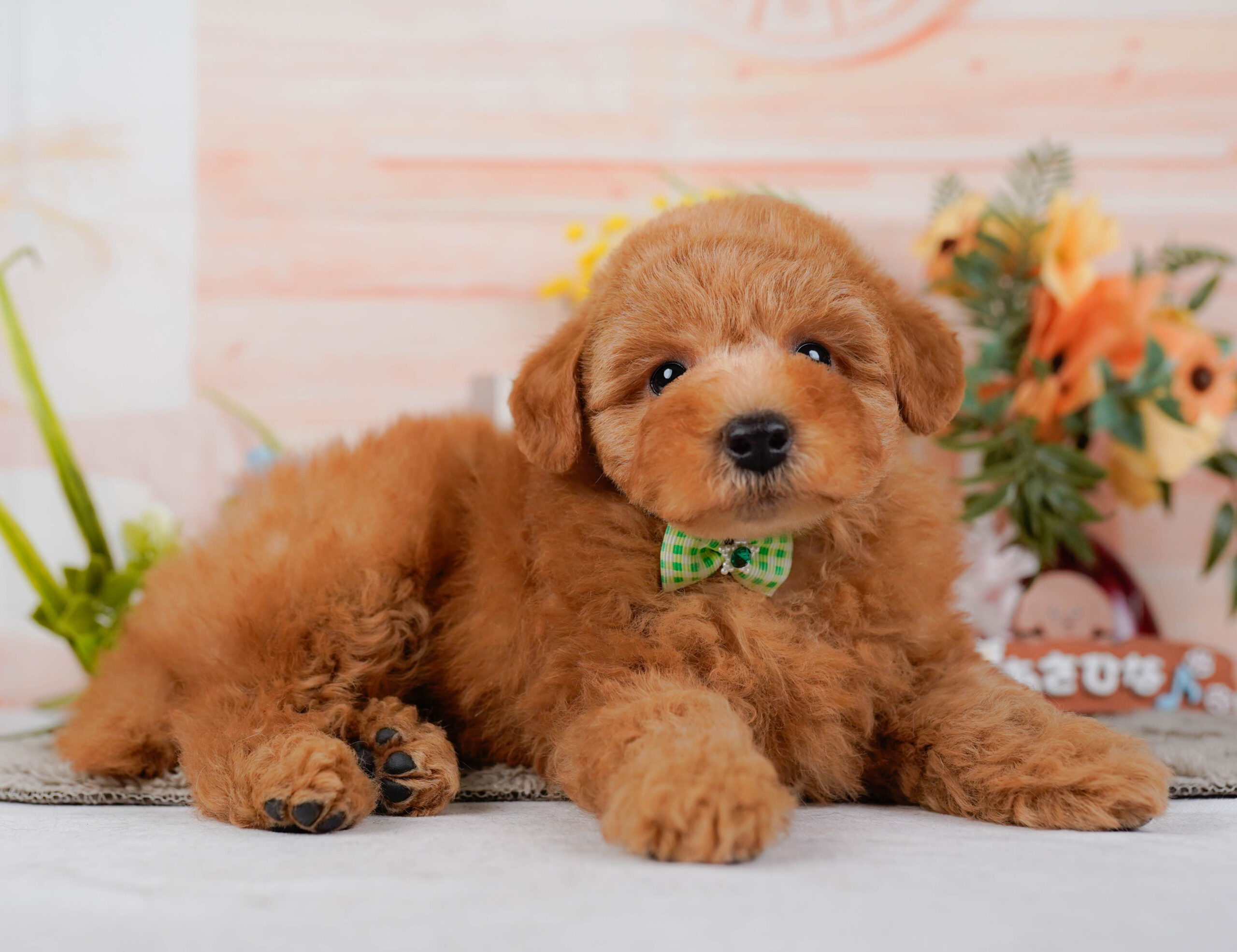 トイ・プードル | 男の子 | アプリコット | 2026年1月16日