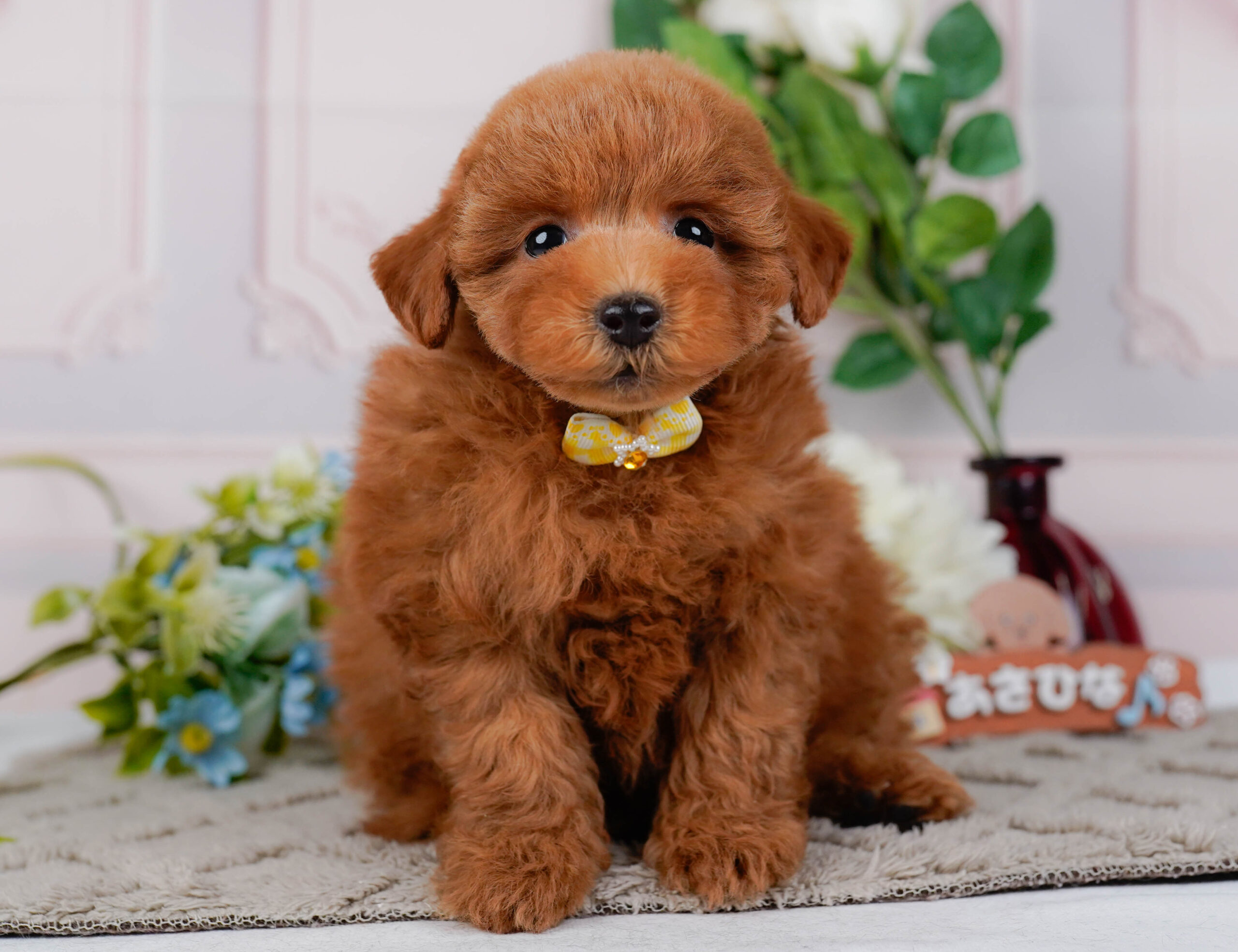 トイ・プードル | 女の子 | レッド | 2026年1月16日