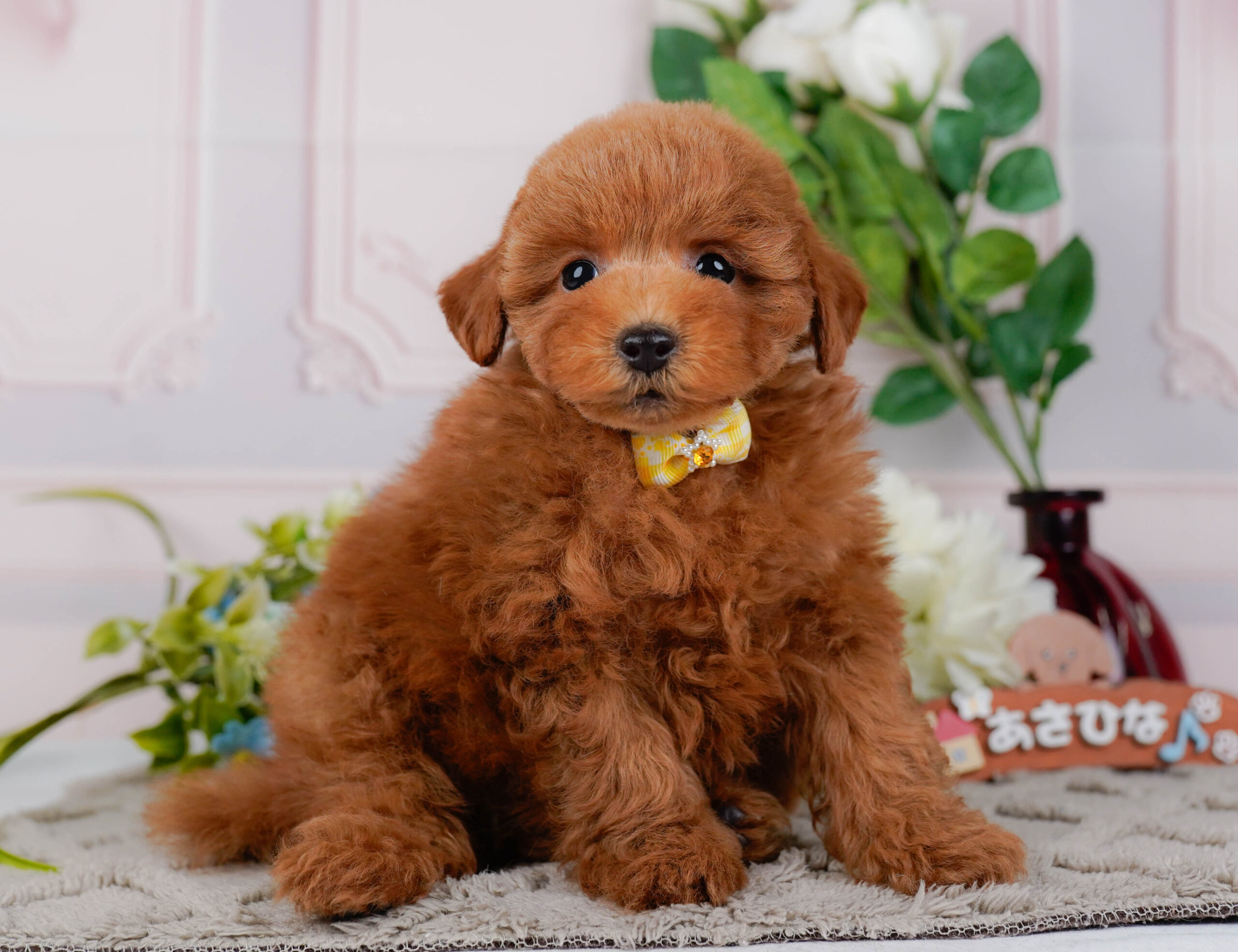 トイ・プードル | 女の子 | レッド | 2026年1月16日