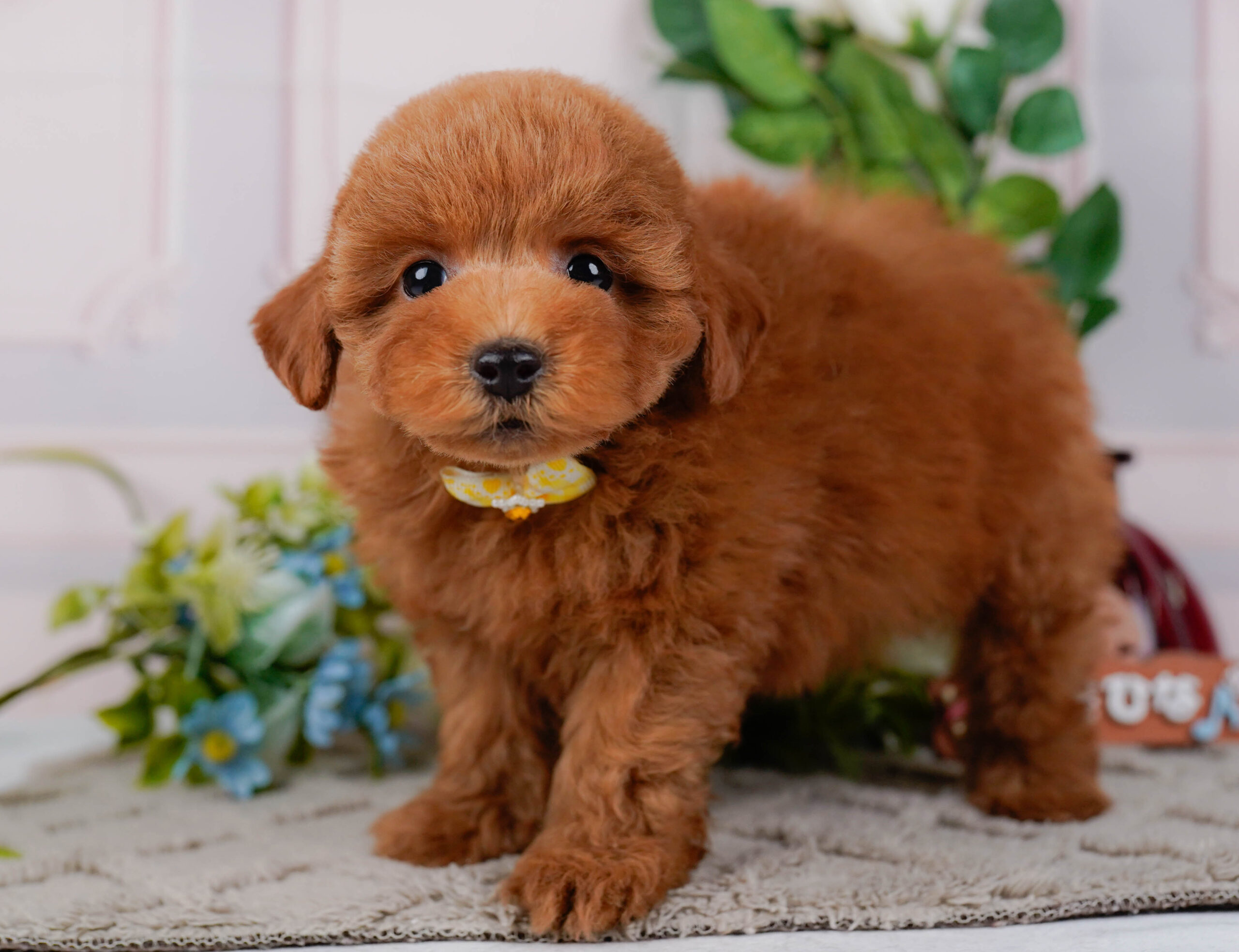 トイ・プードル | 女の子 | レッド | 2026年1月16日