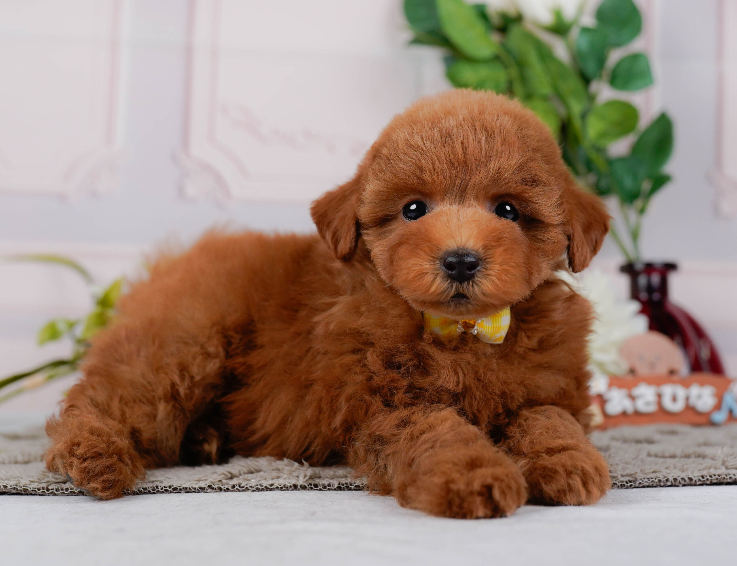 トイ・プードル | 女の子 | レッド | 2026年1月16日