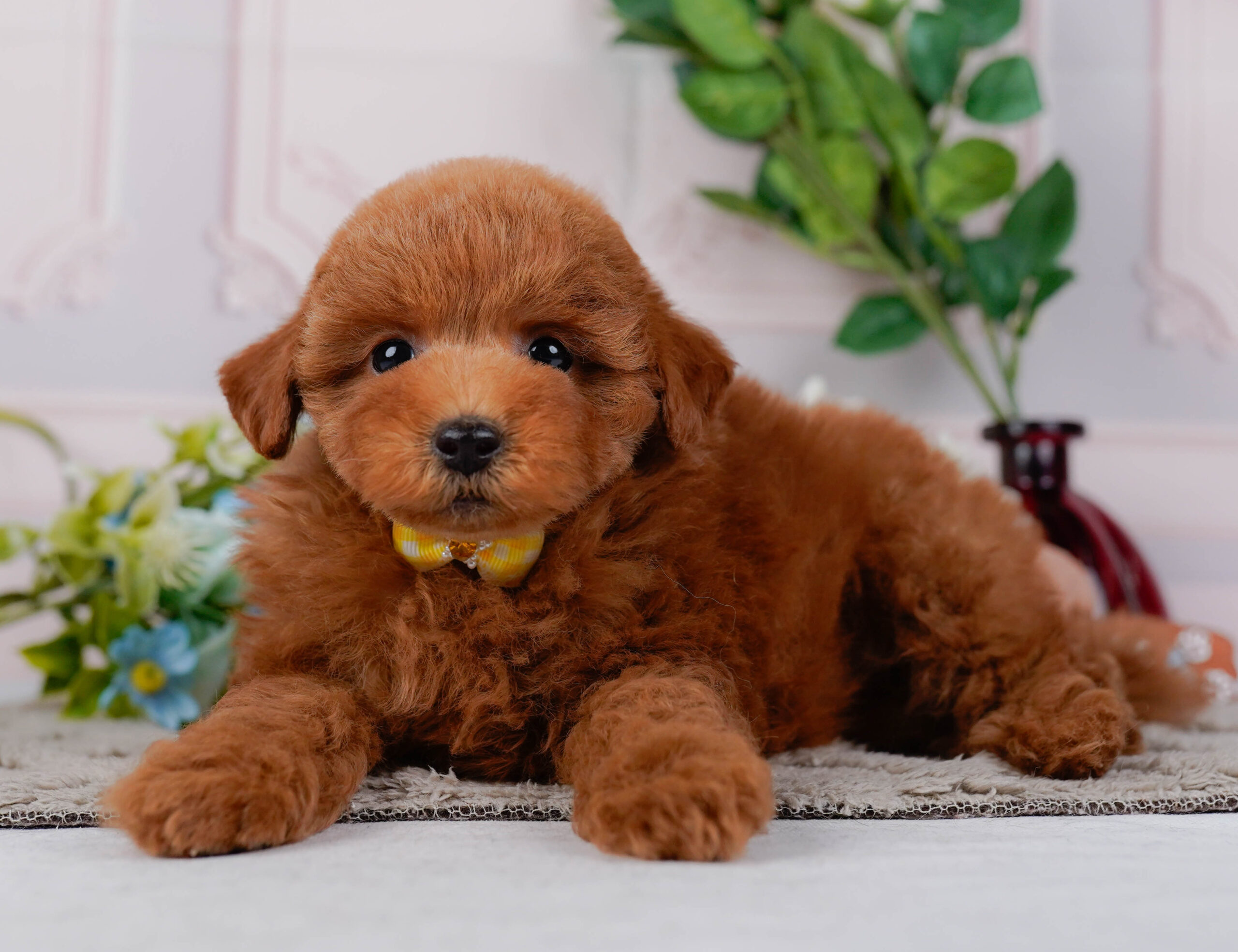 トイ・プードル | 女の子 | レッド | 2026年1月16日