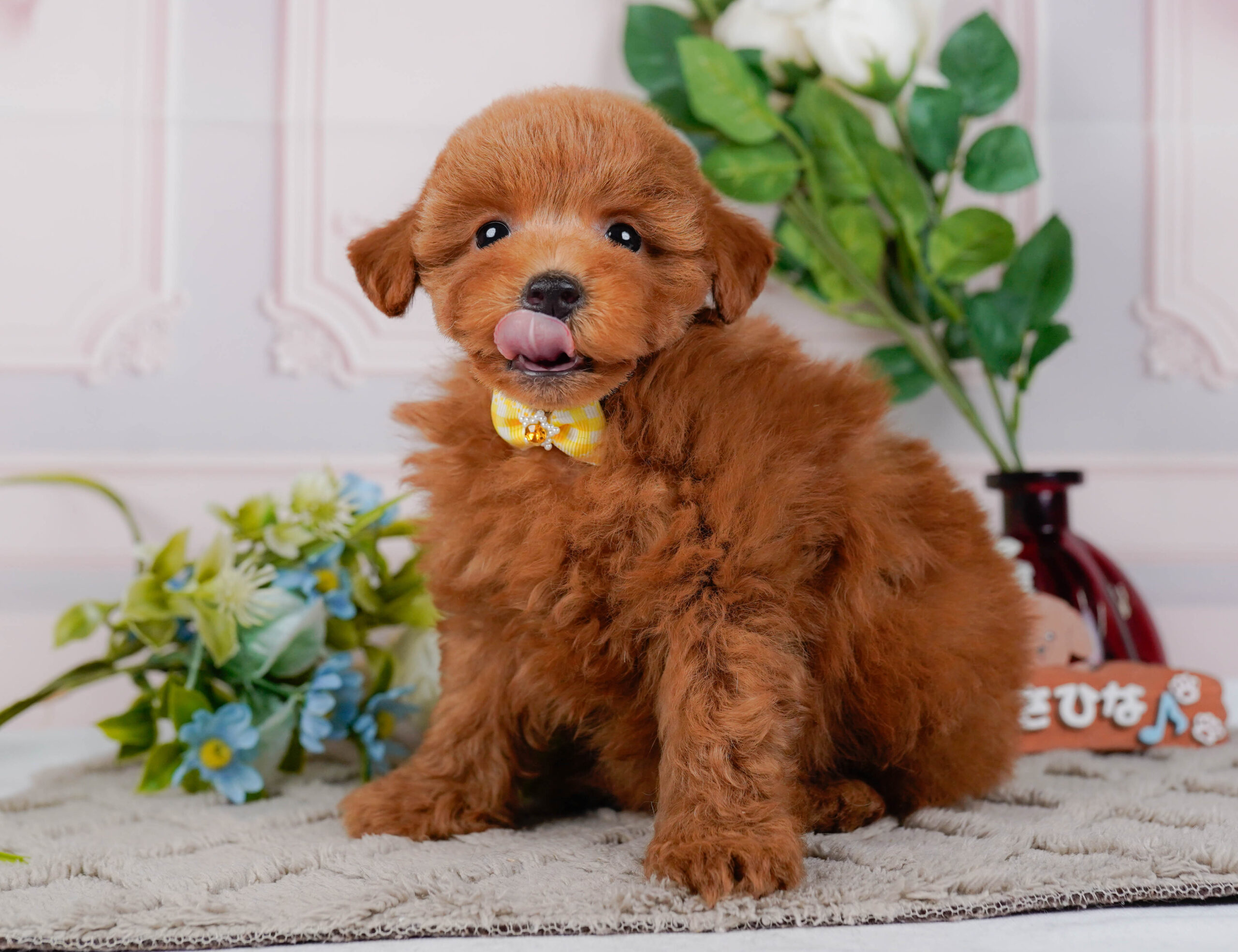 トイ・プードル | 女の子 | レッド | 2026年1月16日