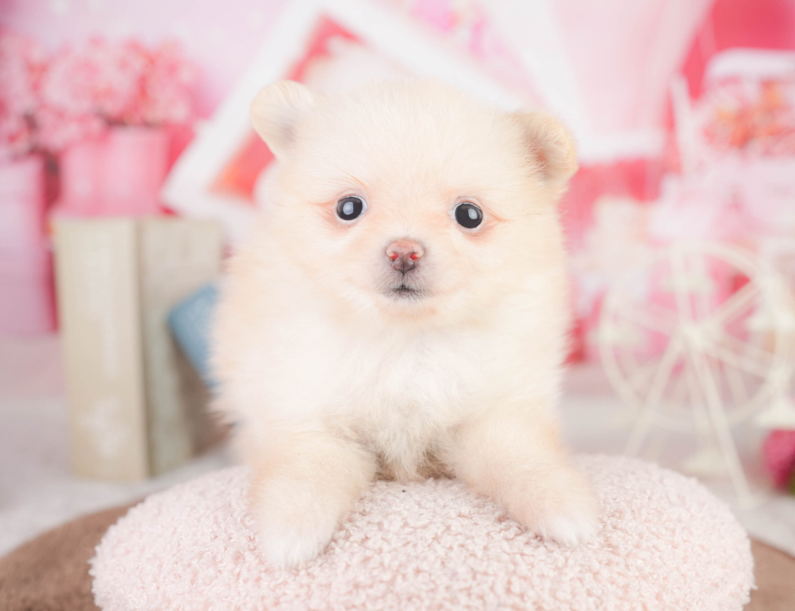 ポメラニアン | 女の子 | クリーム | 2026年1月16日