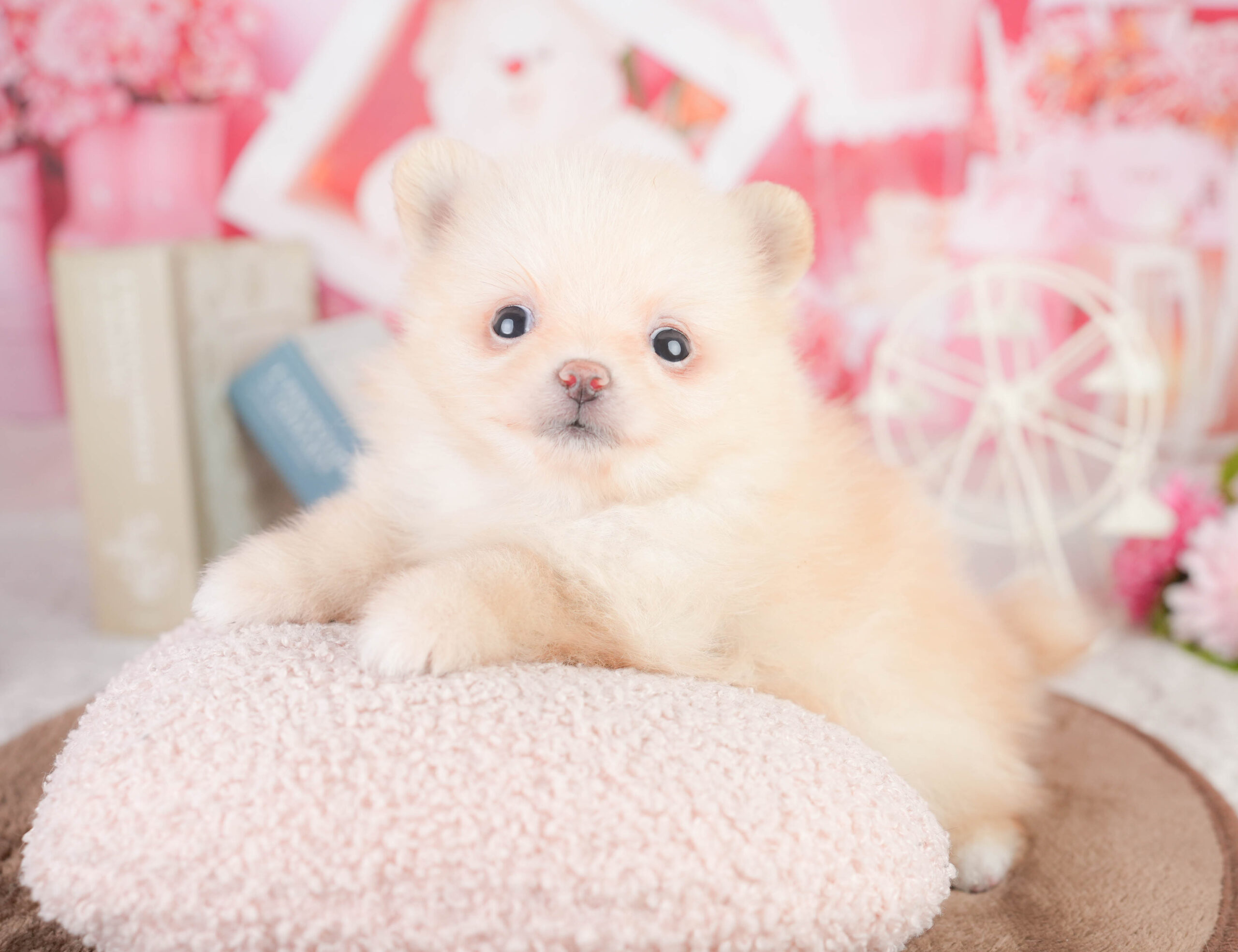 ポメラニアン | 女の子 | クリーム | 2026年1月16日