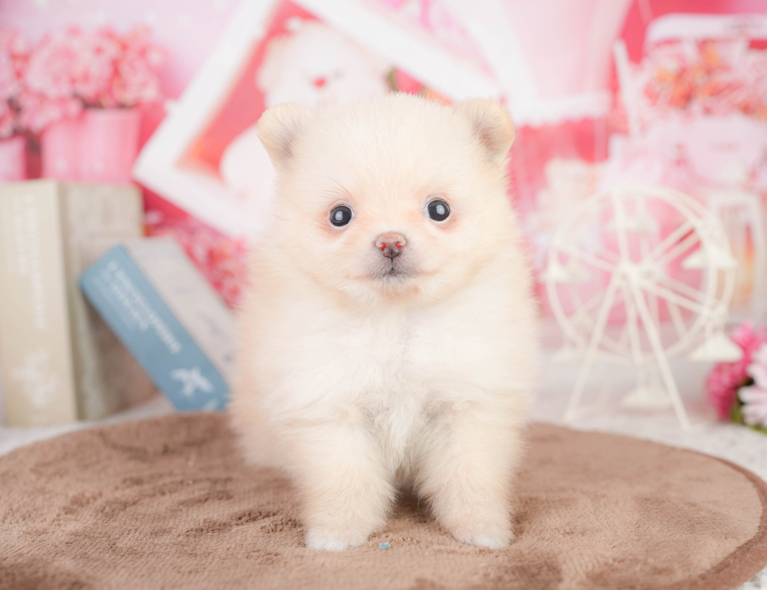 ポメラニアン | 女の子 | クリーム | 2026年1月16日