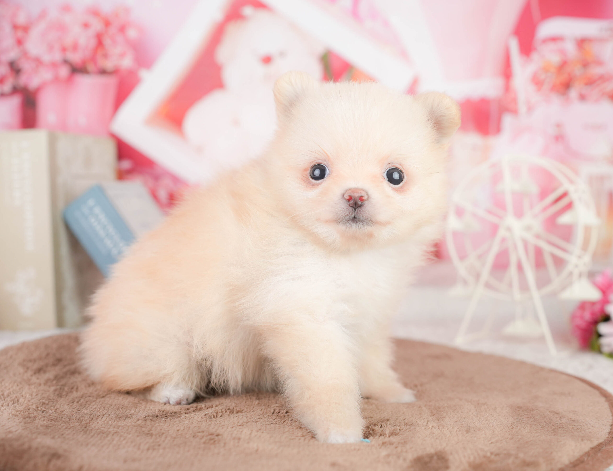 ポメラニアン | 女の子 | クリーム | 2026年1月16日