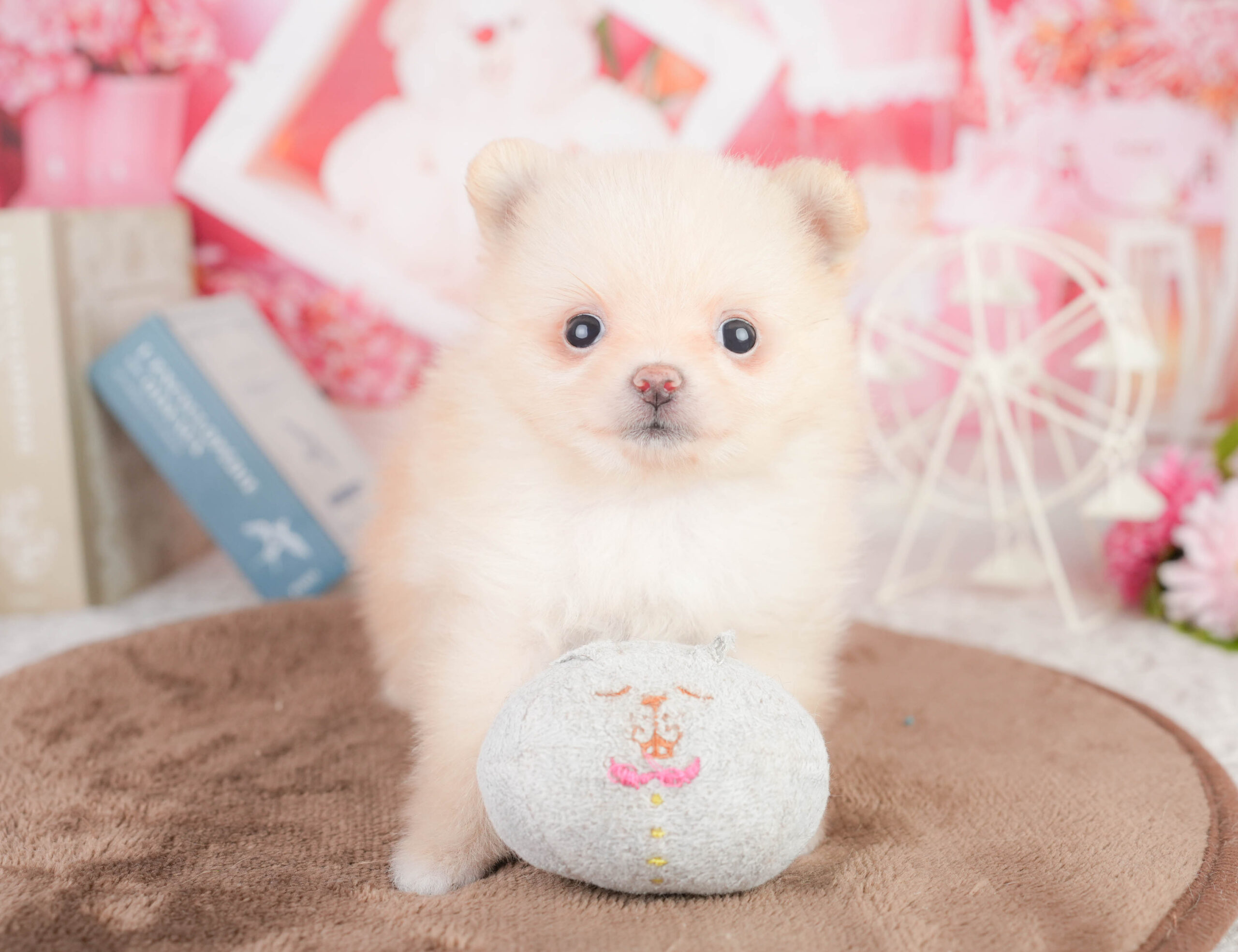 ポメラニアン | 女の子 | クリーム | 2026年1月16日