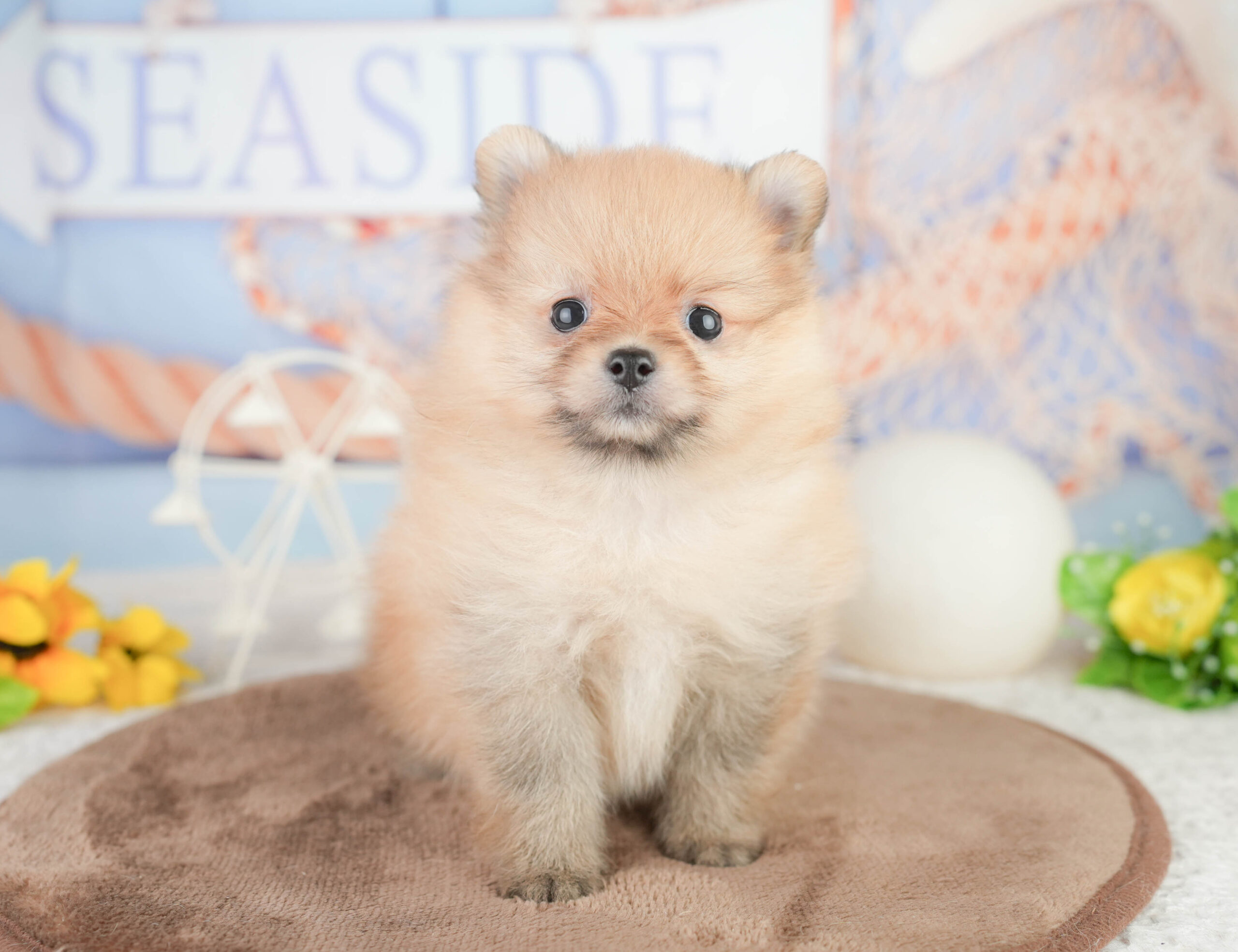 ポメラニアン | 女の子 | オレンジ | 2026年1月16日