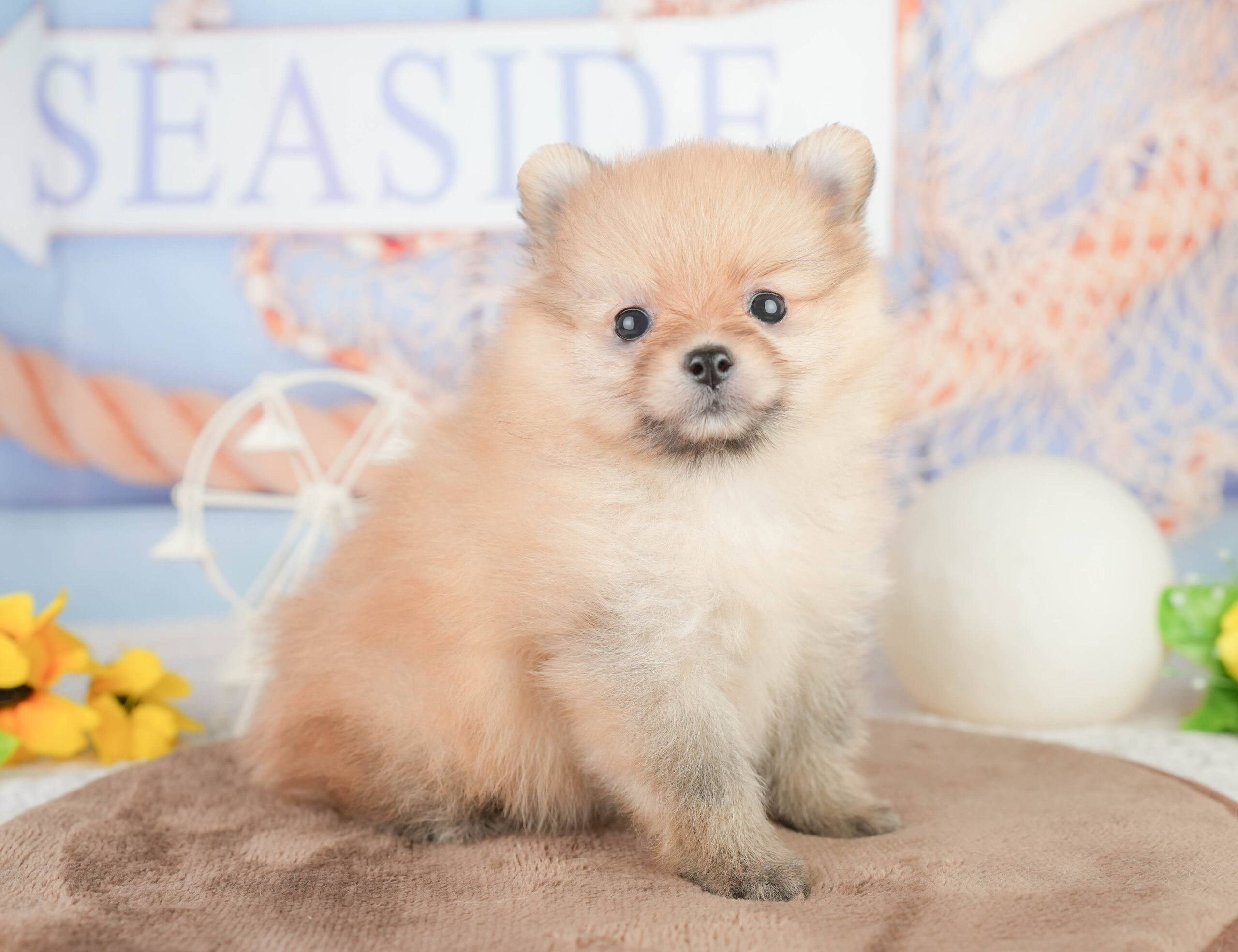 ポメラニアン | 女の子 | オレンジ | 2026年1月16日