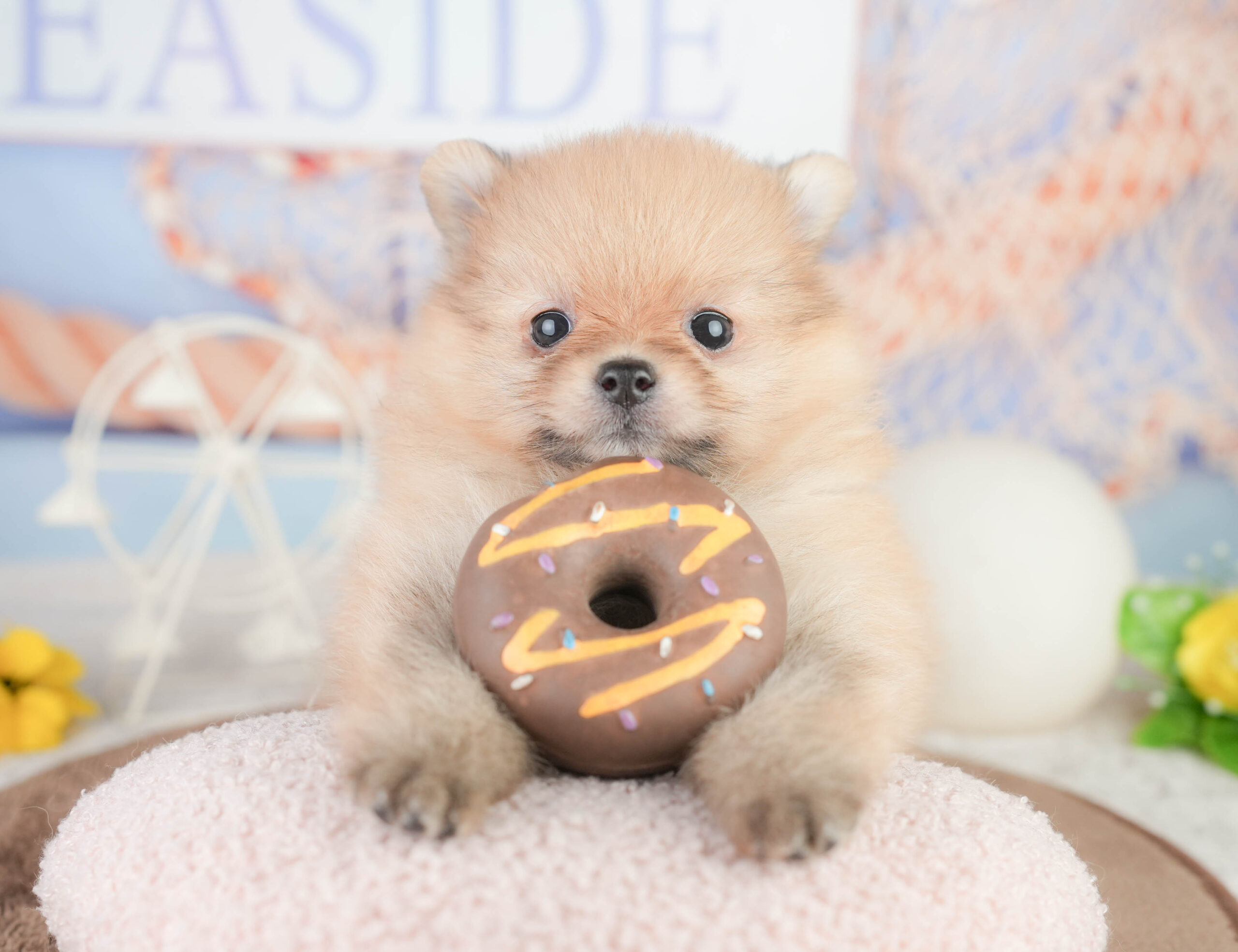 ポメラニアン | 女の子 | オレンジ | 2026年1月16日