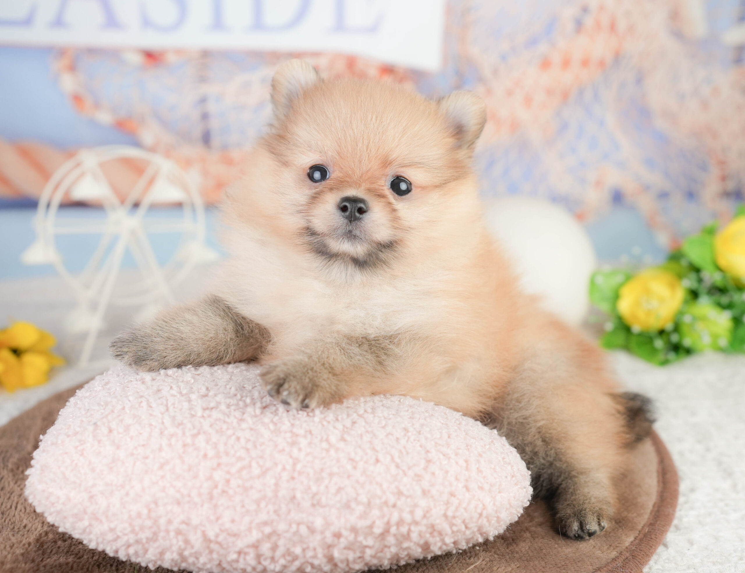 ポメラニアン | 女の子 | オレンジ | 2026年1月16日