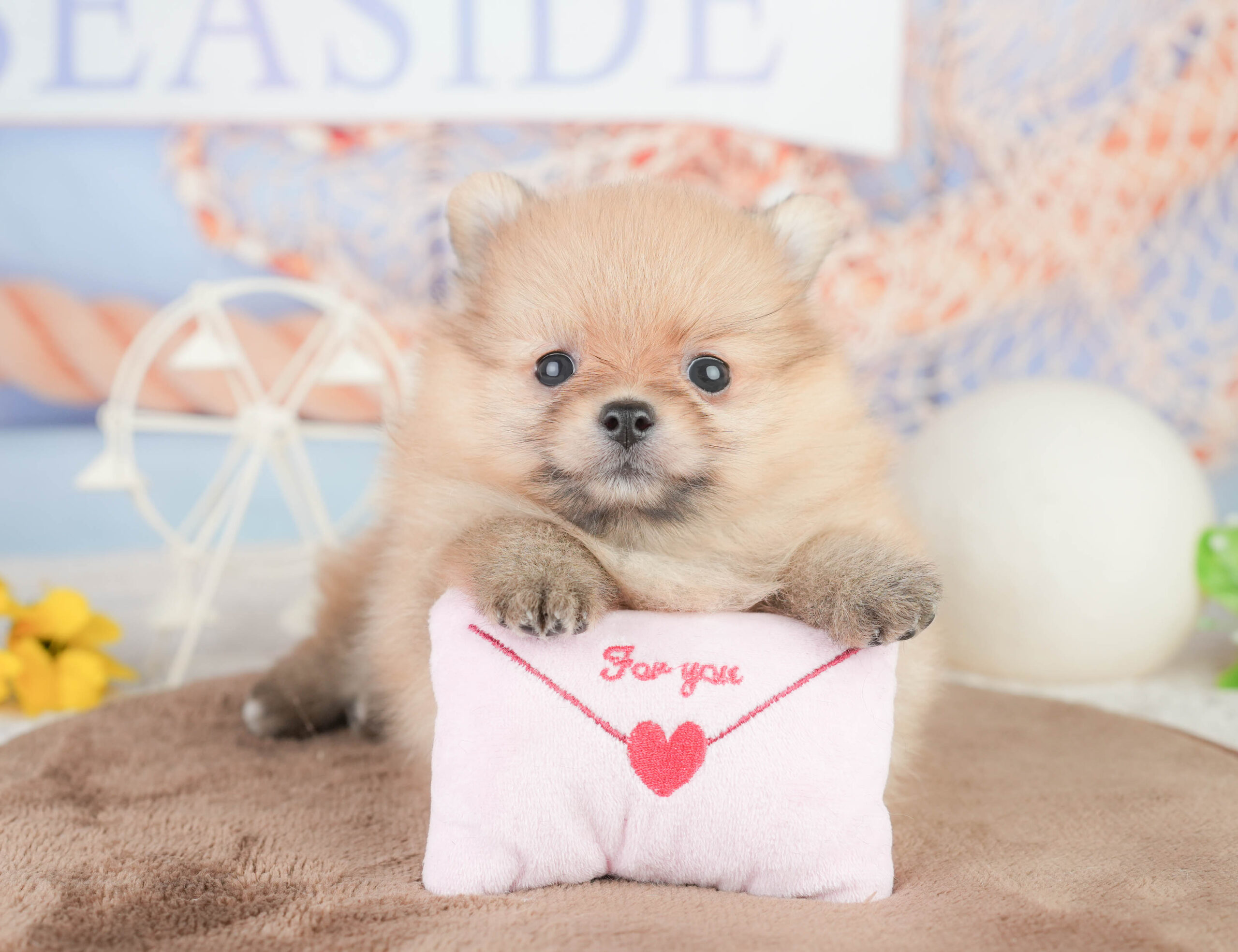 ポメラニアン | 女の子 | オレンジ | 2026年1月16日