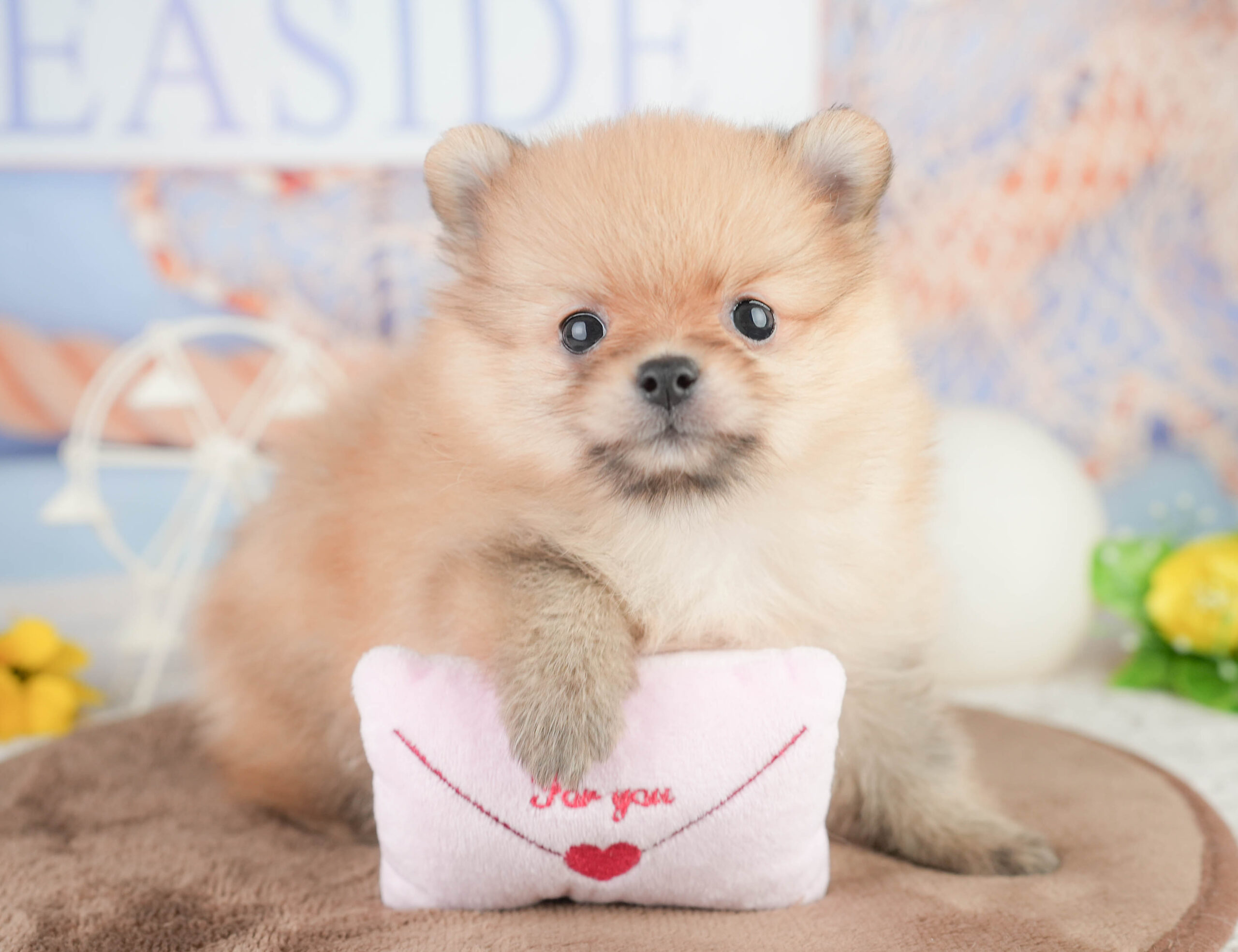 ポメラニアン | 女の子 | オレンジ | 2026年1月16日