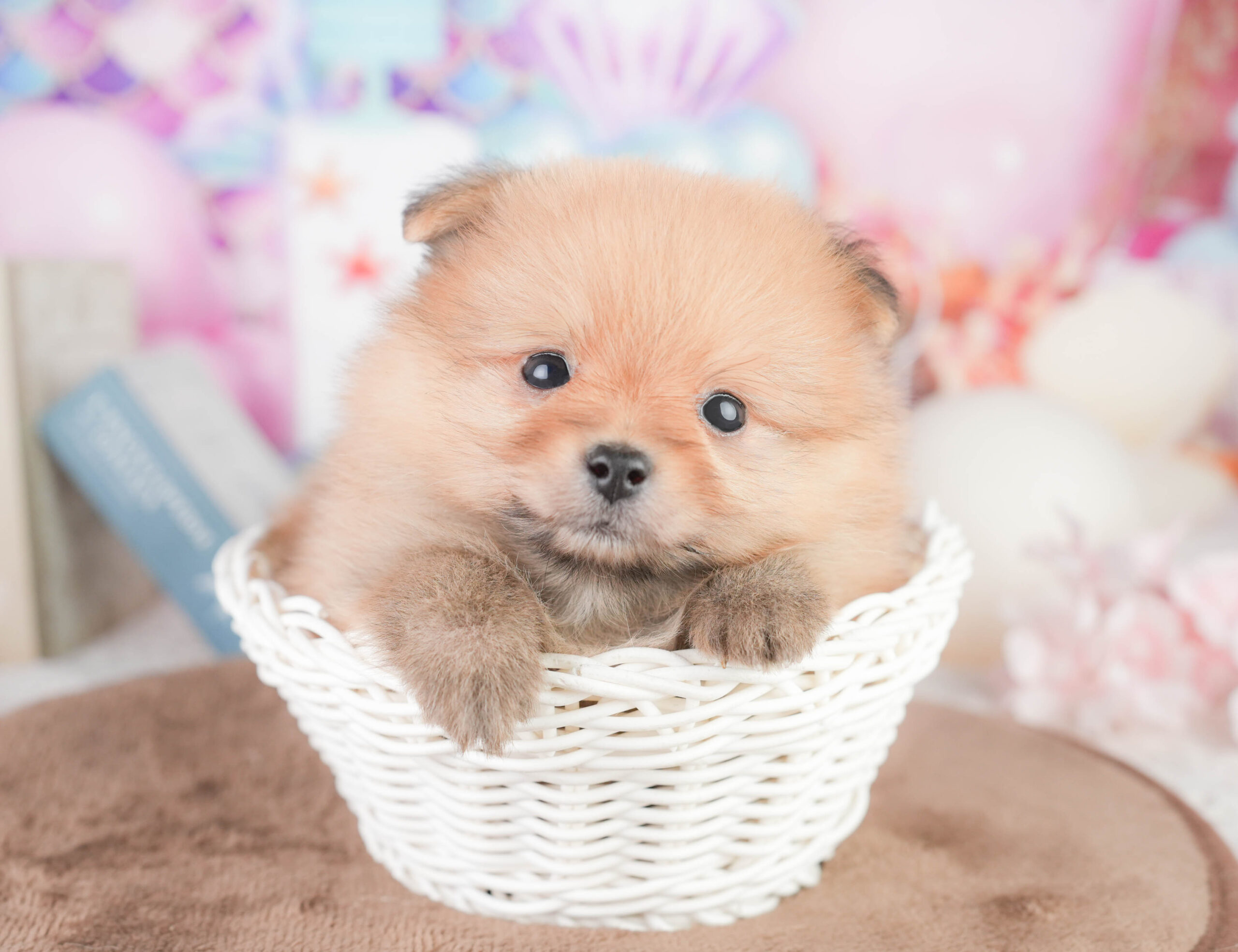 ポメラニアン | 女の子 | オレンジ | 2026年1月16日