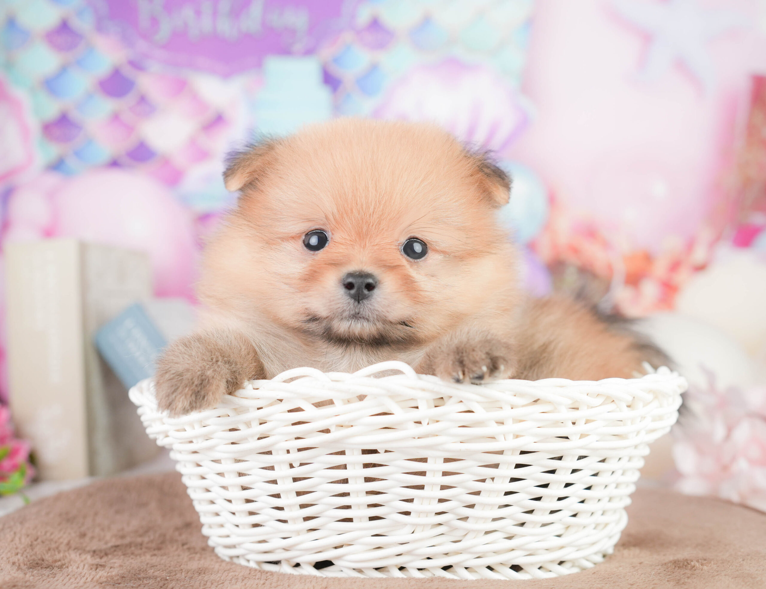 ポメラニアン | 女の子 | オレンジ | 2026年1月16日
