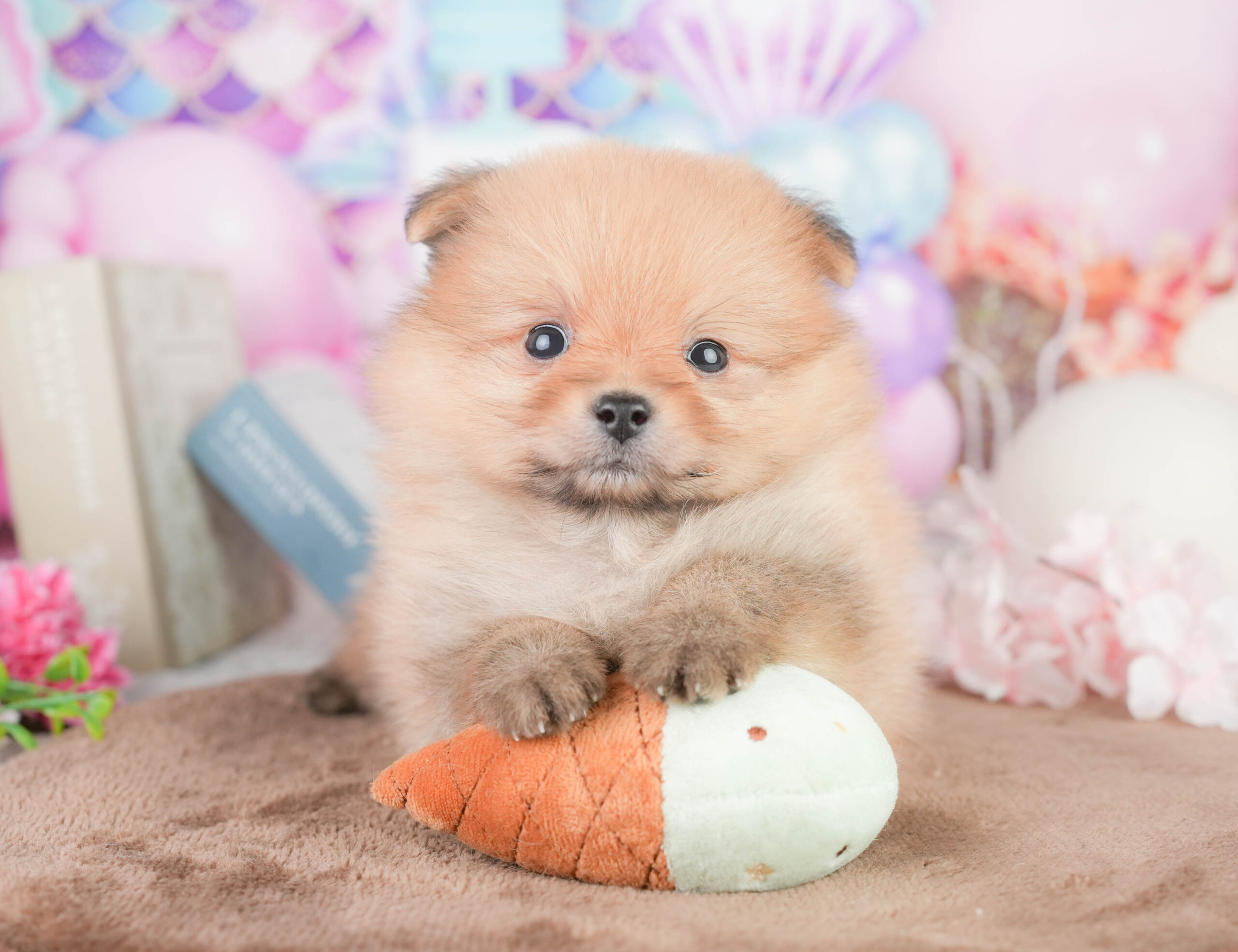 ポメラニアン | 女の子 | オレンジ | 2026年1月16日