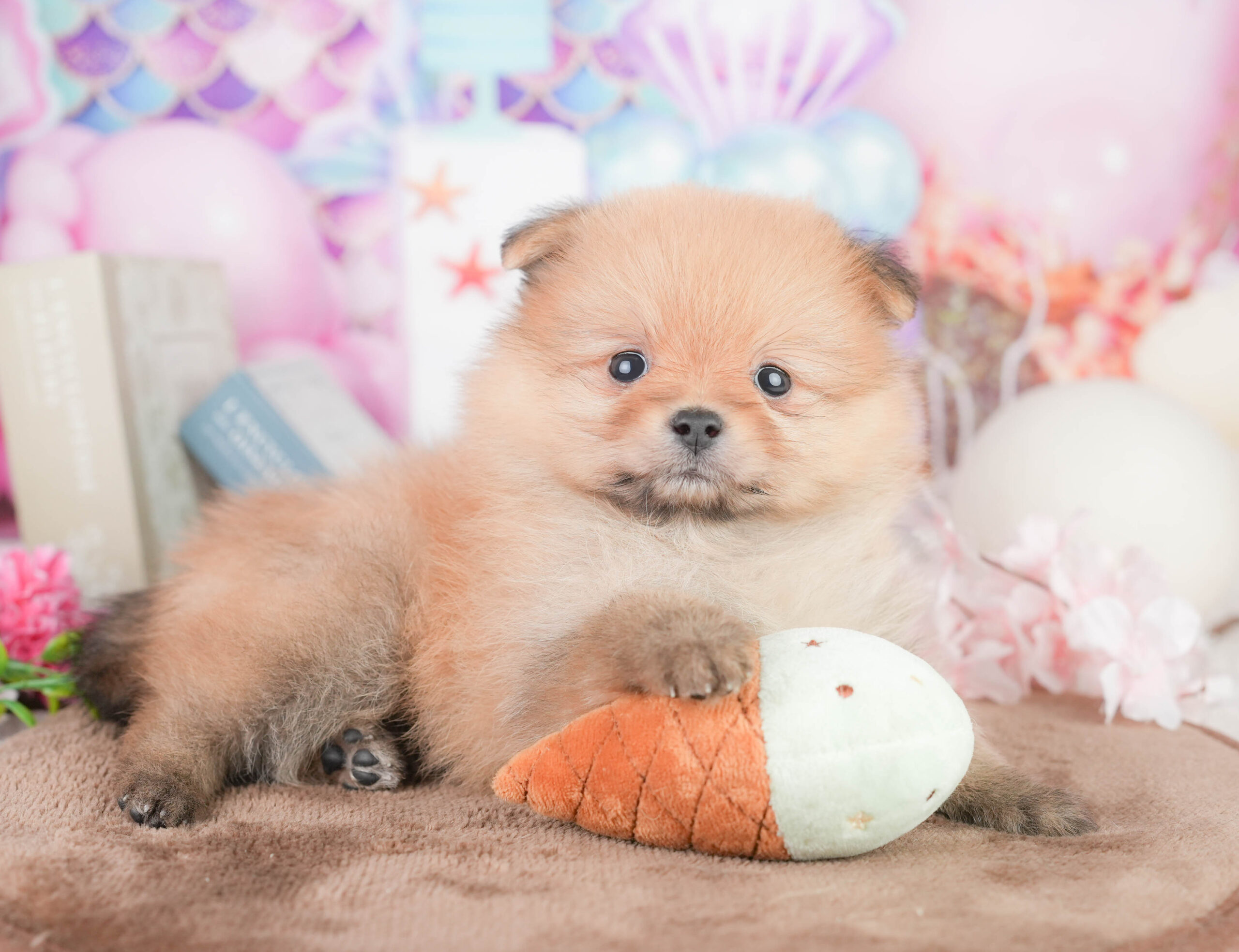 ポメラニアン | 女の子 | オレンジ | 2026年1月16日