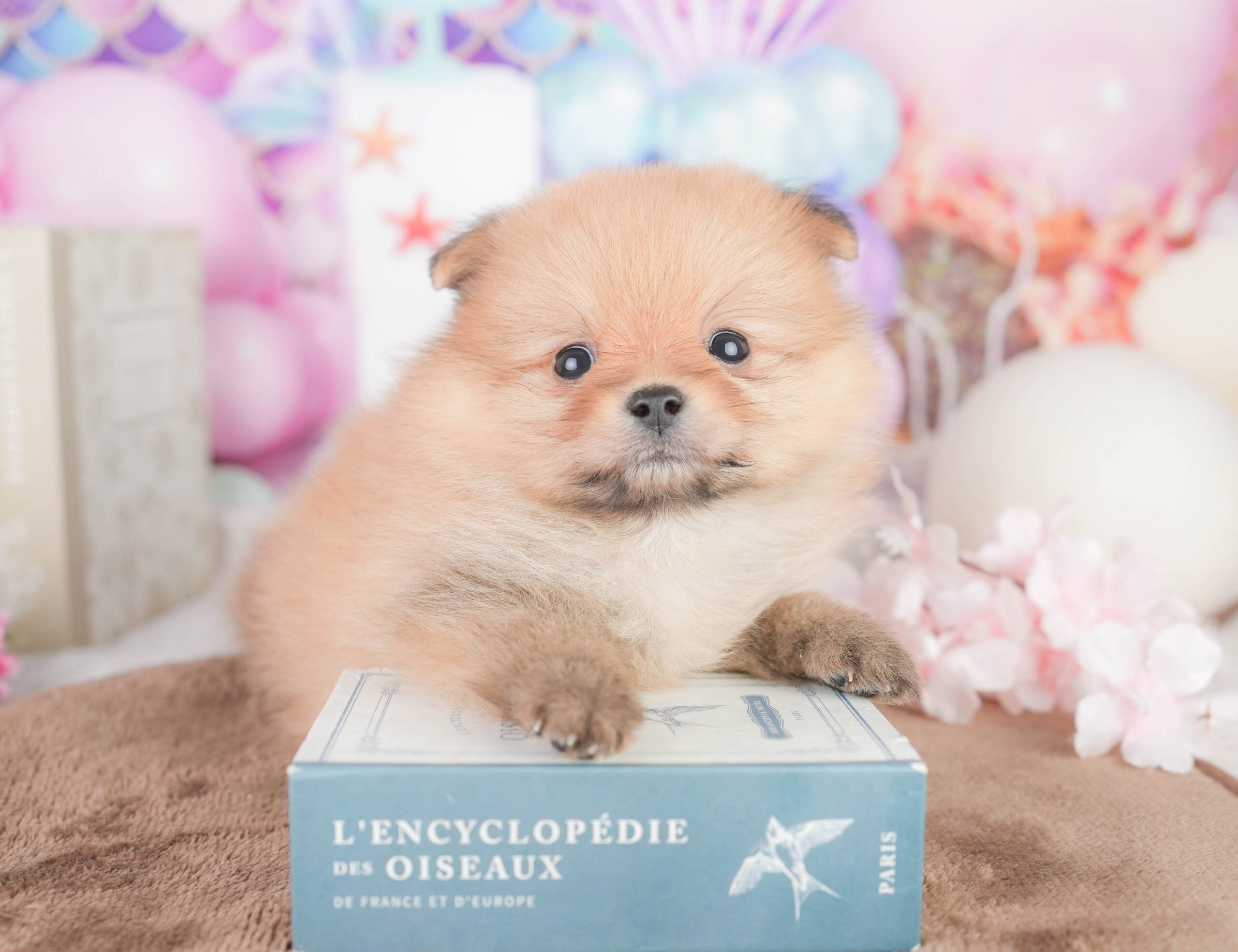 ポメラニアン | 女の子 | オレンジ | 2026年1月16日