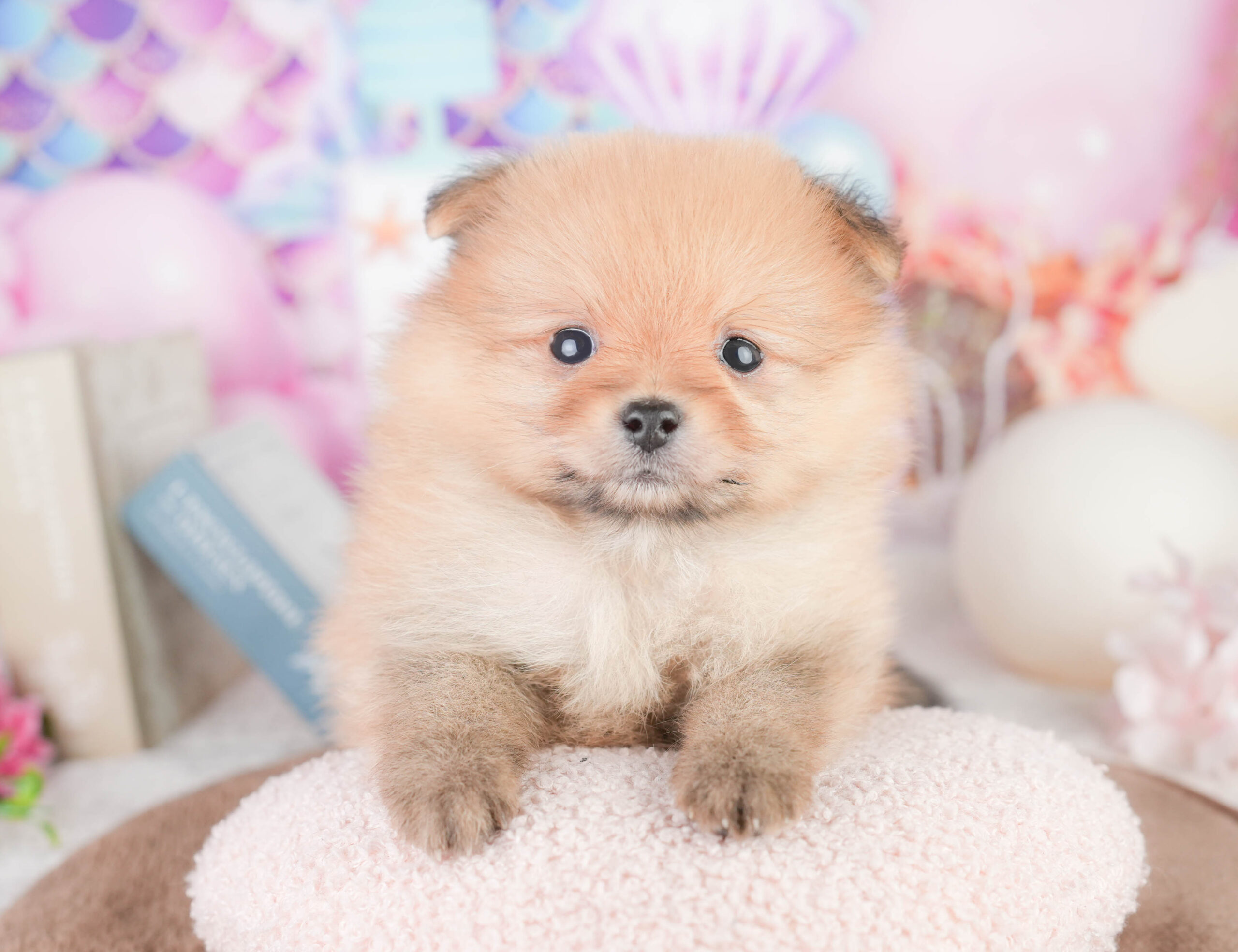ポメラニアン | 女の子 | オレンジ | 2026年1月16日